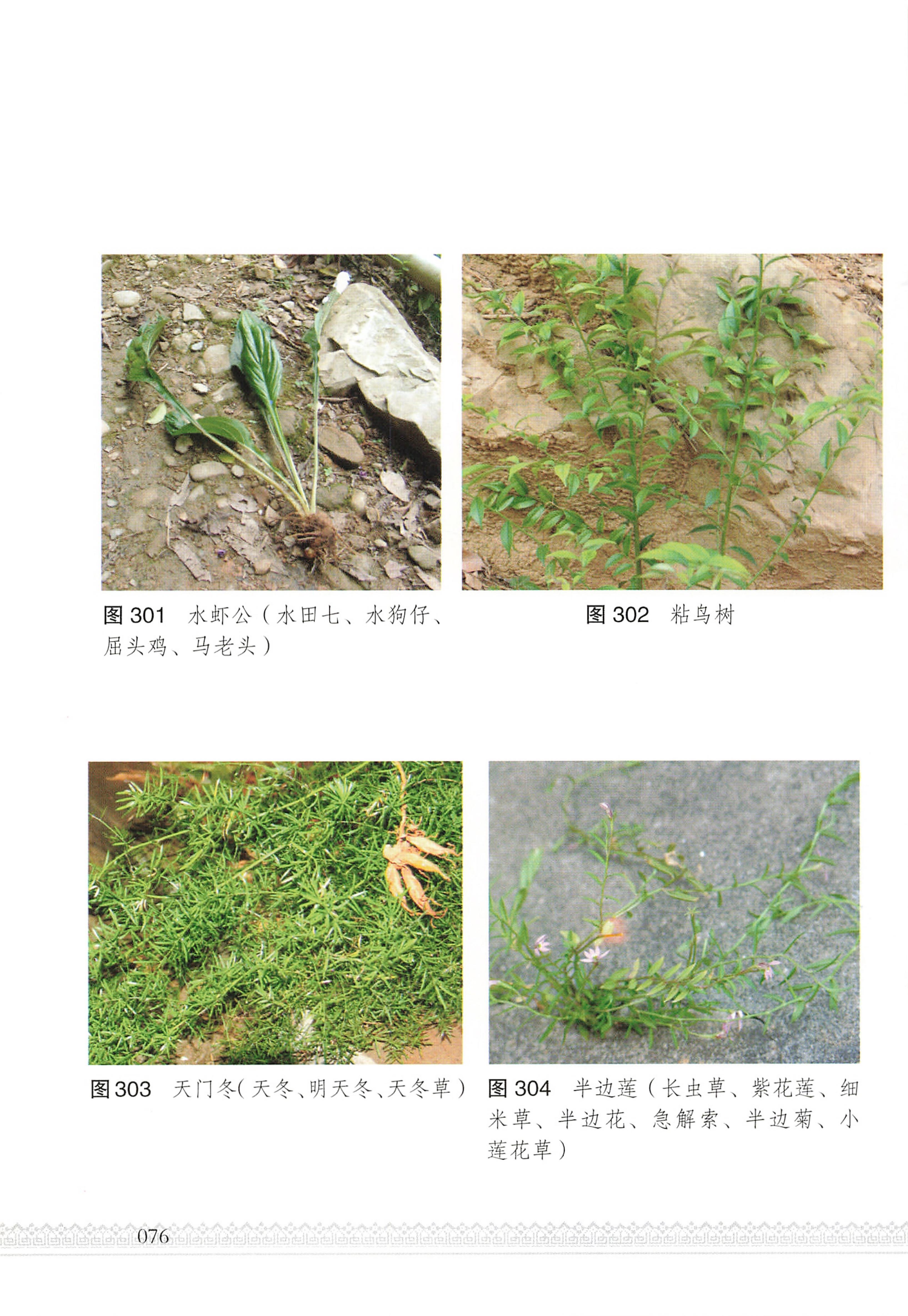 湖南瑶族医药_81.jpg