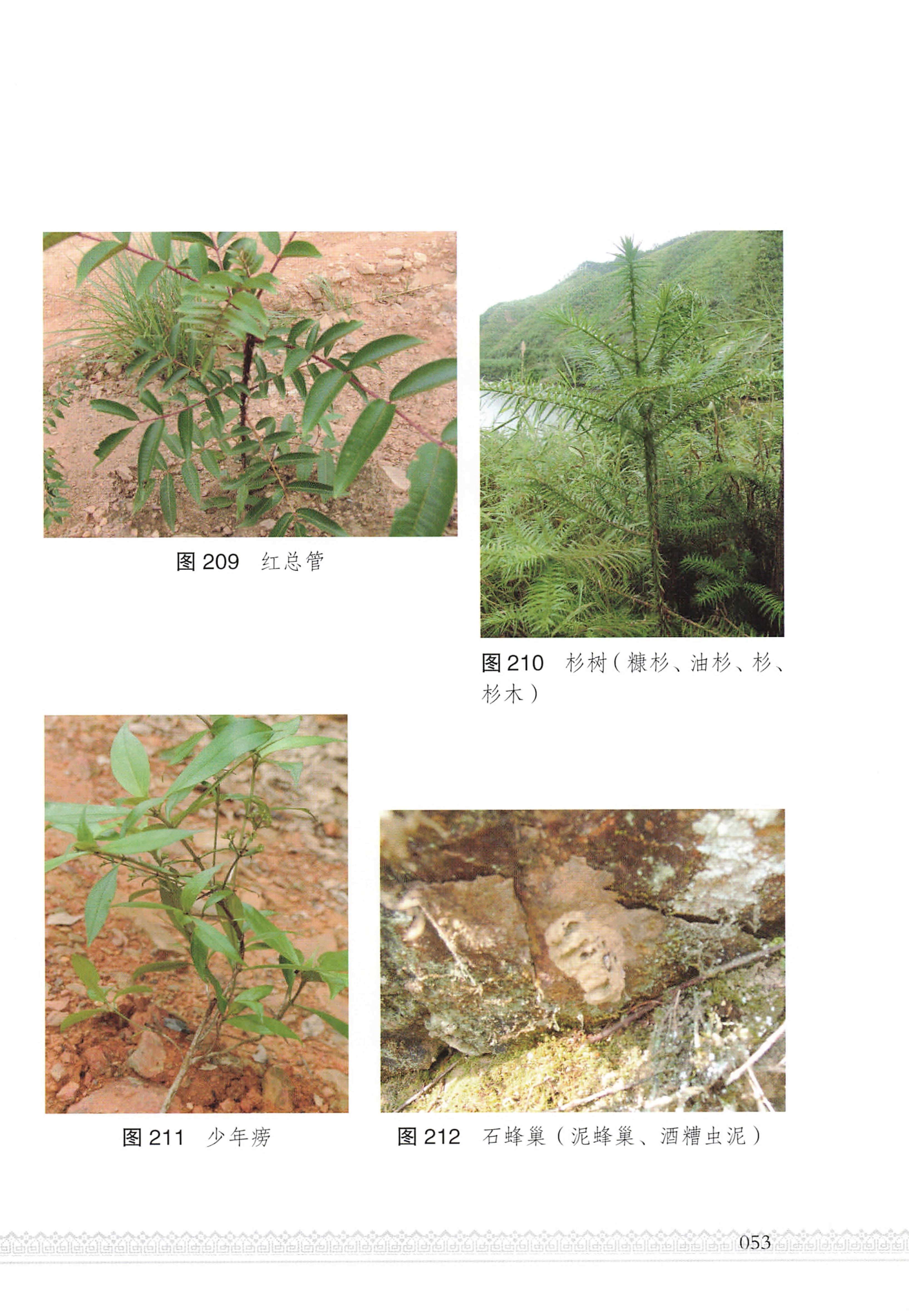 湖南瑶族医药_58.jpg