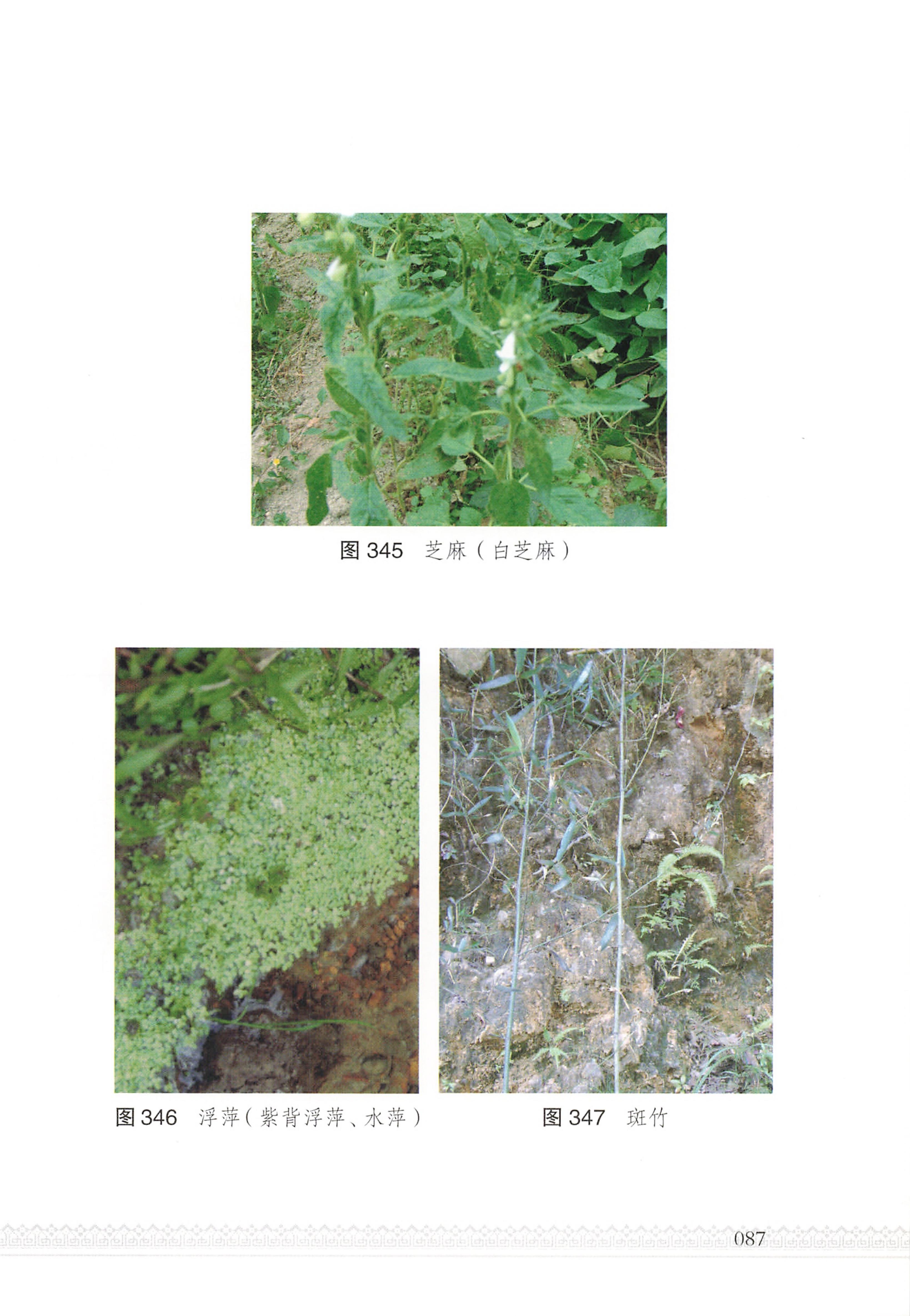湖南瑶族医药_92.jpg