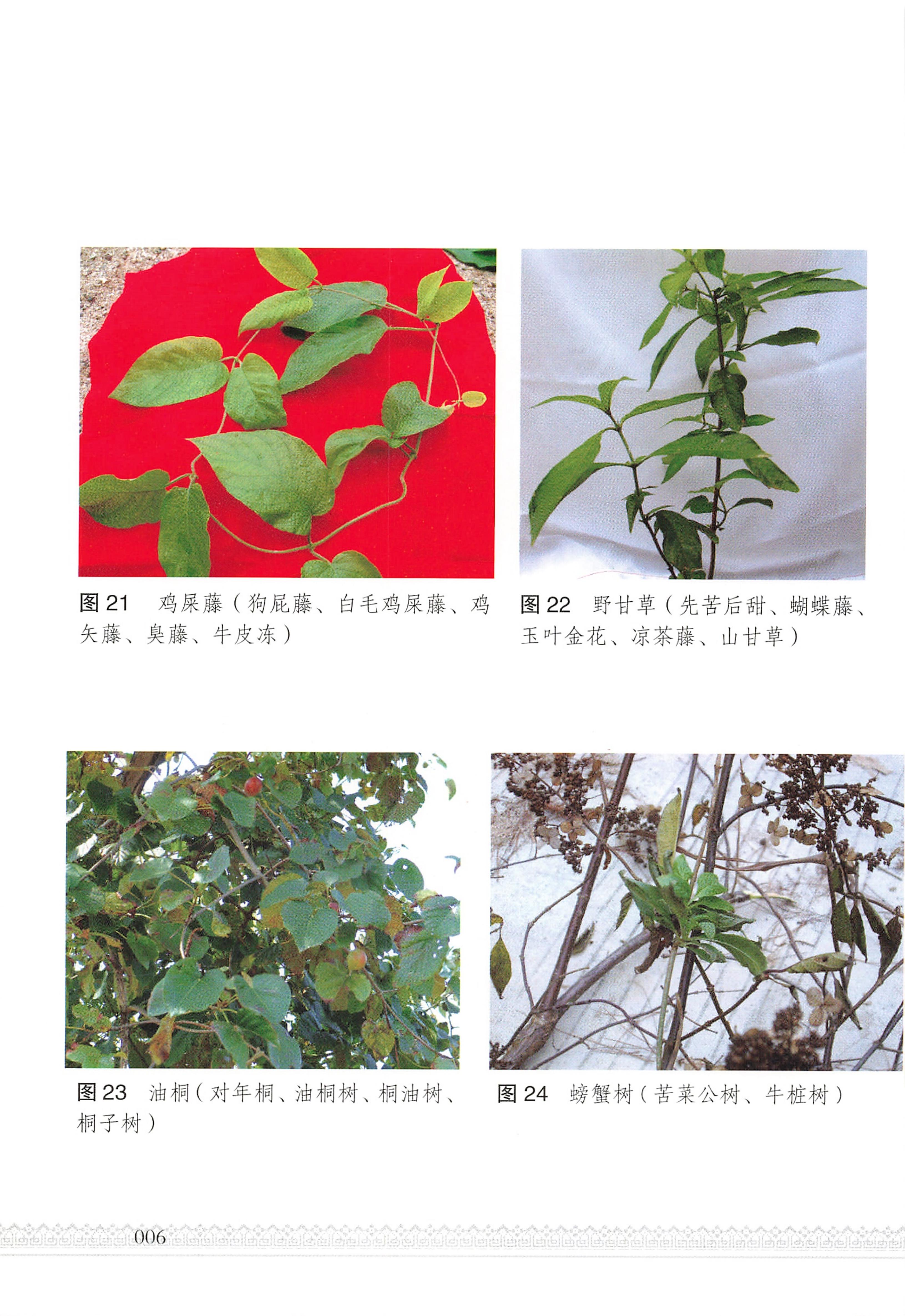 湖南瑶族医药_11.jpg
