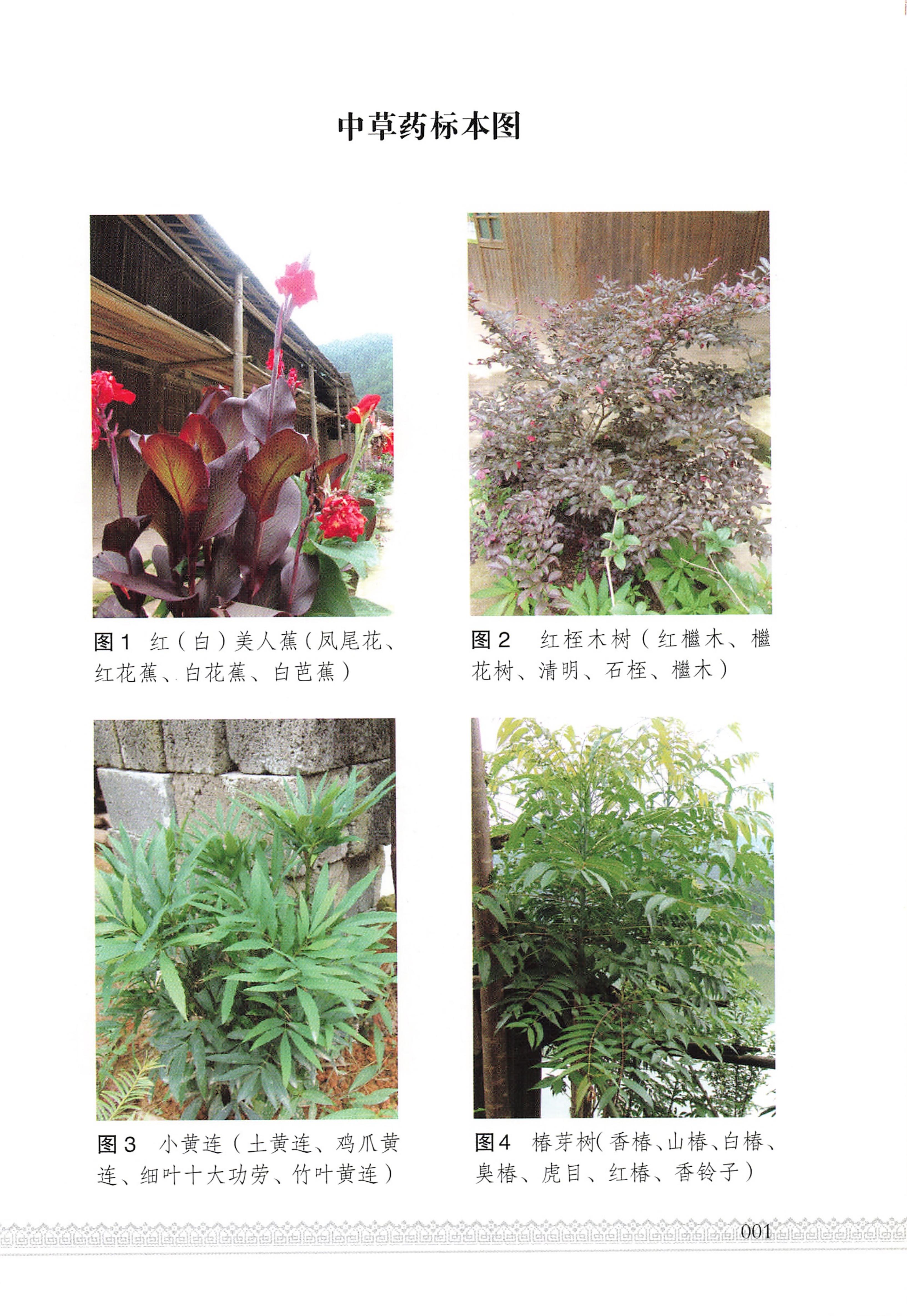 湖南瑶族医药_06.jpg
