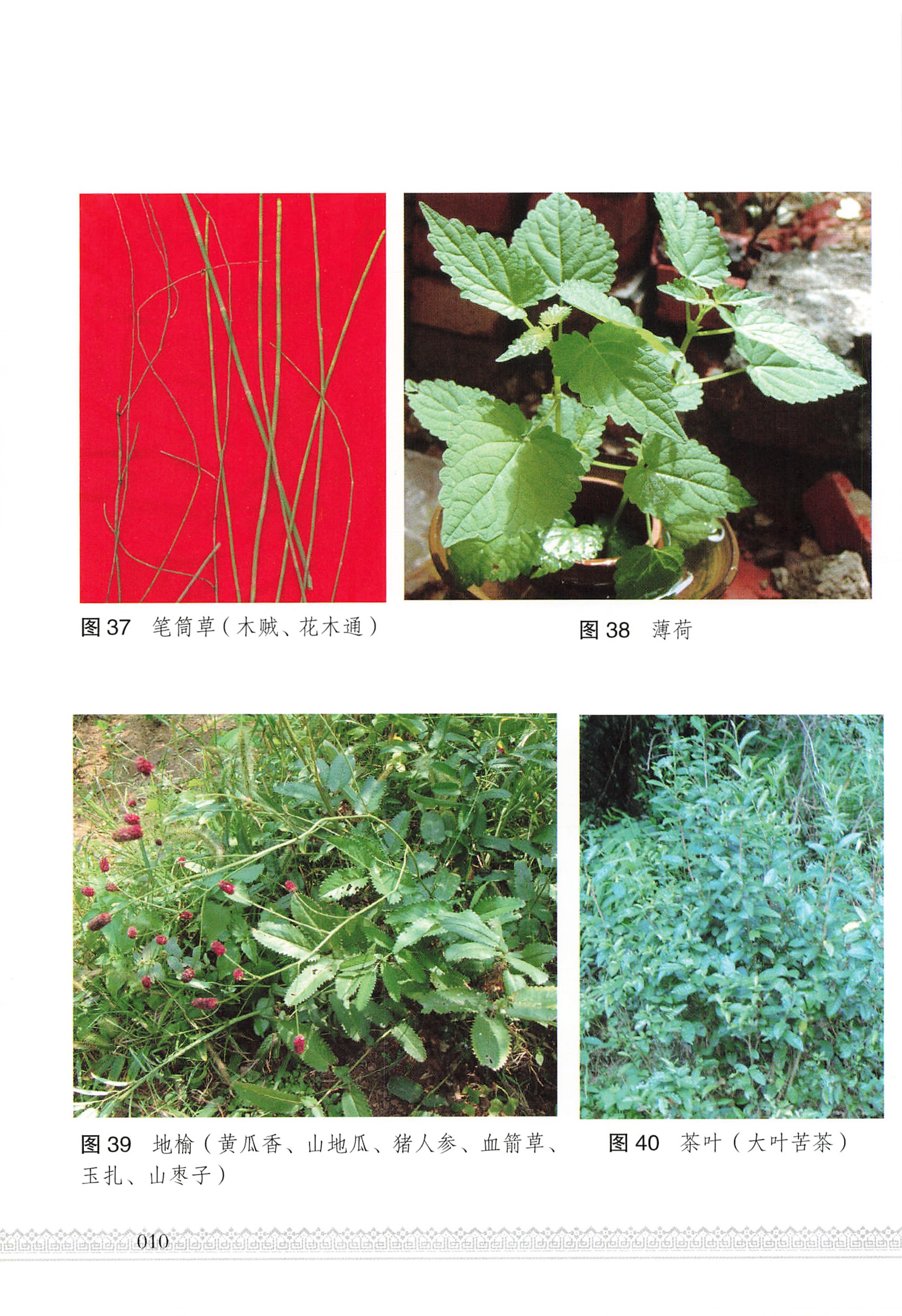 湖南瑶族医药_15.jpg