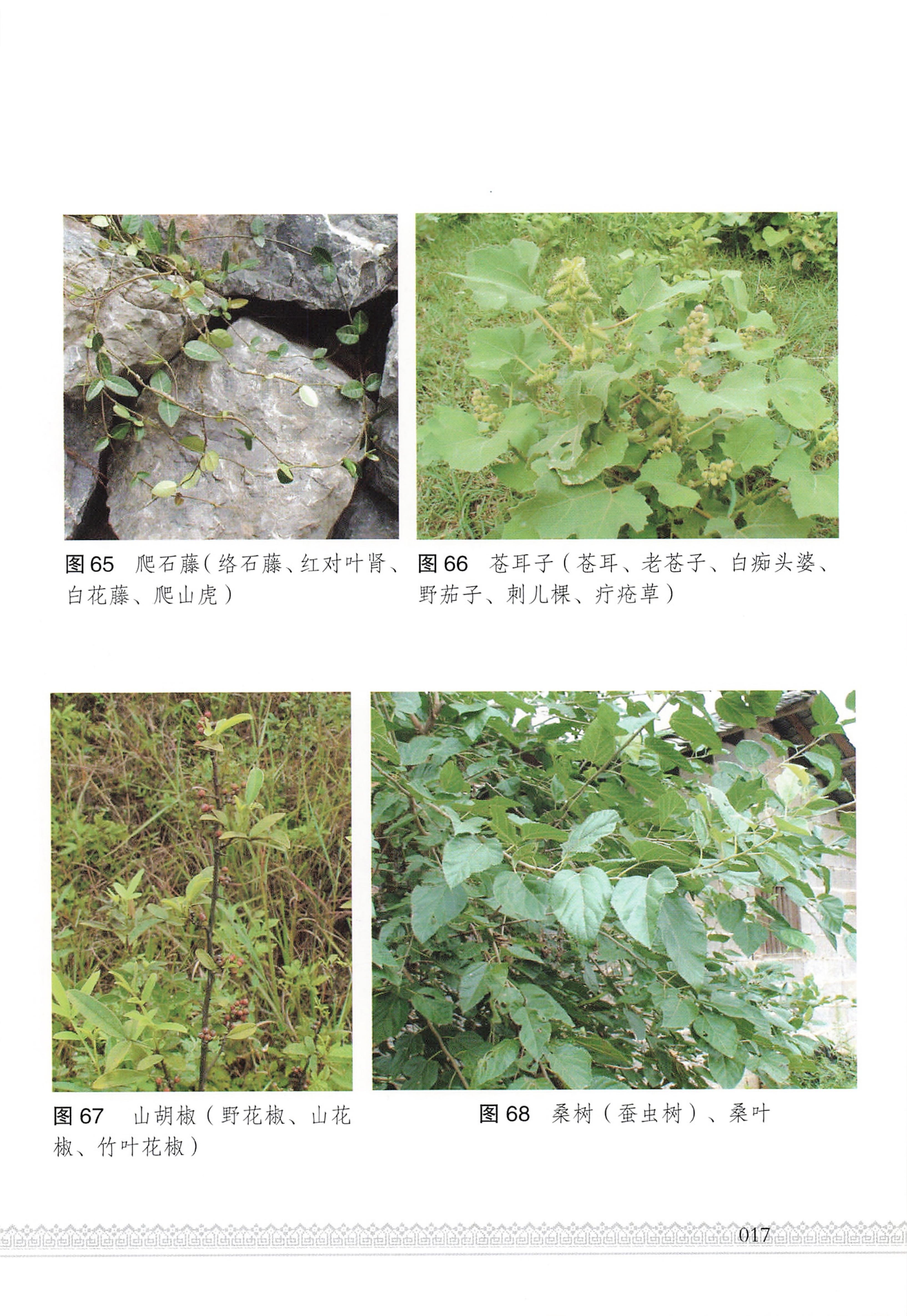 湖南瑶族医药_22.jpg