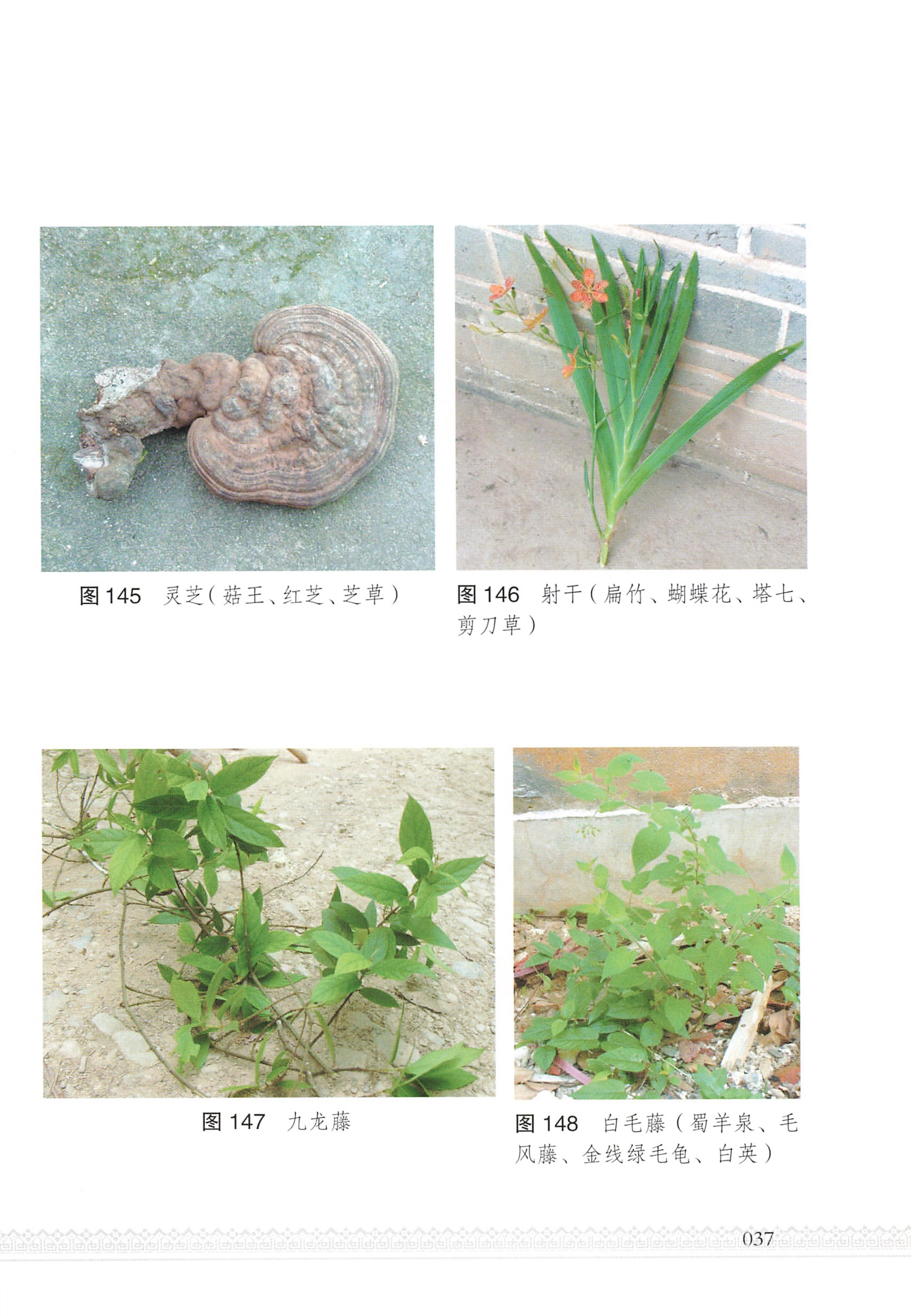 湖南瑶族医药_42.jpg