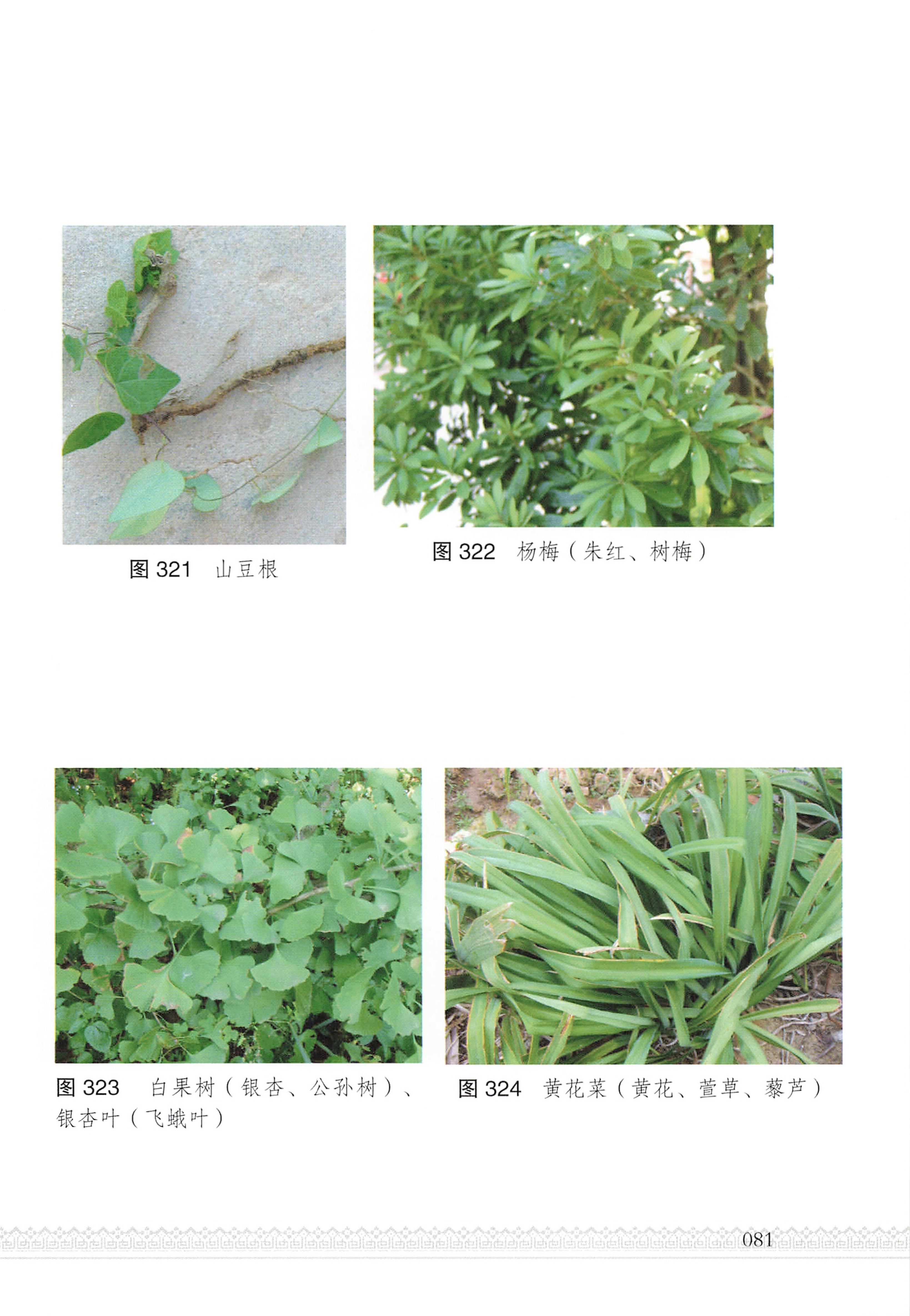 湖南瑶族医药_86.jpg