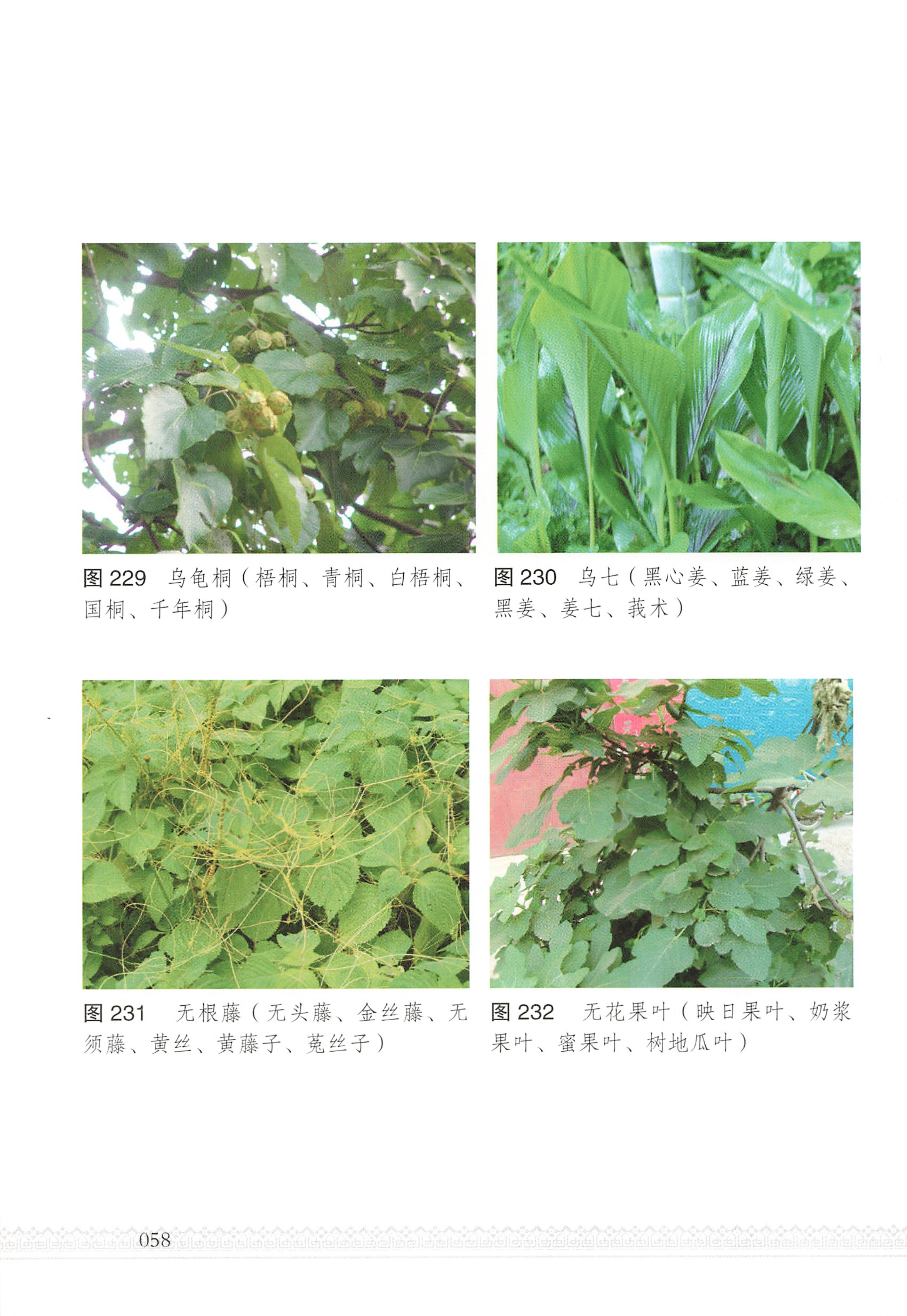 湖南瑶族医药_63.jpg