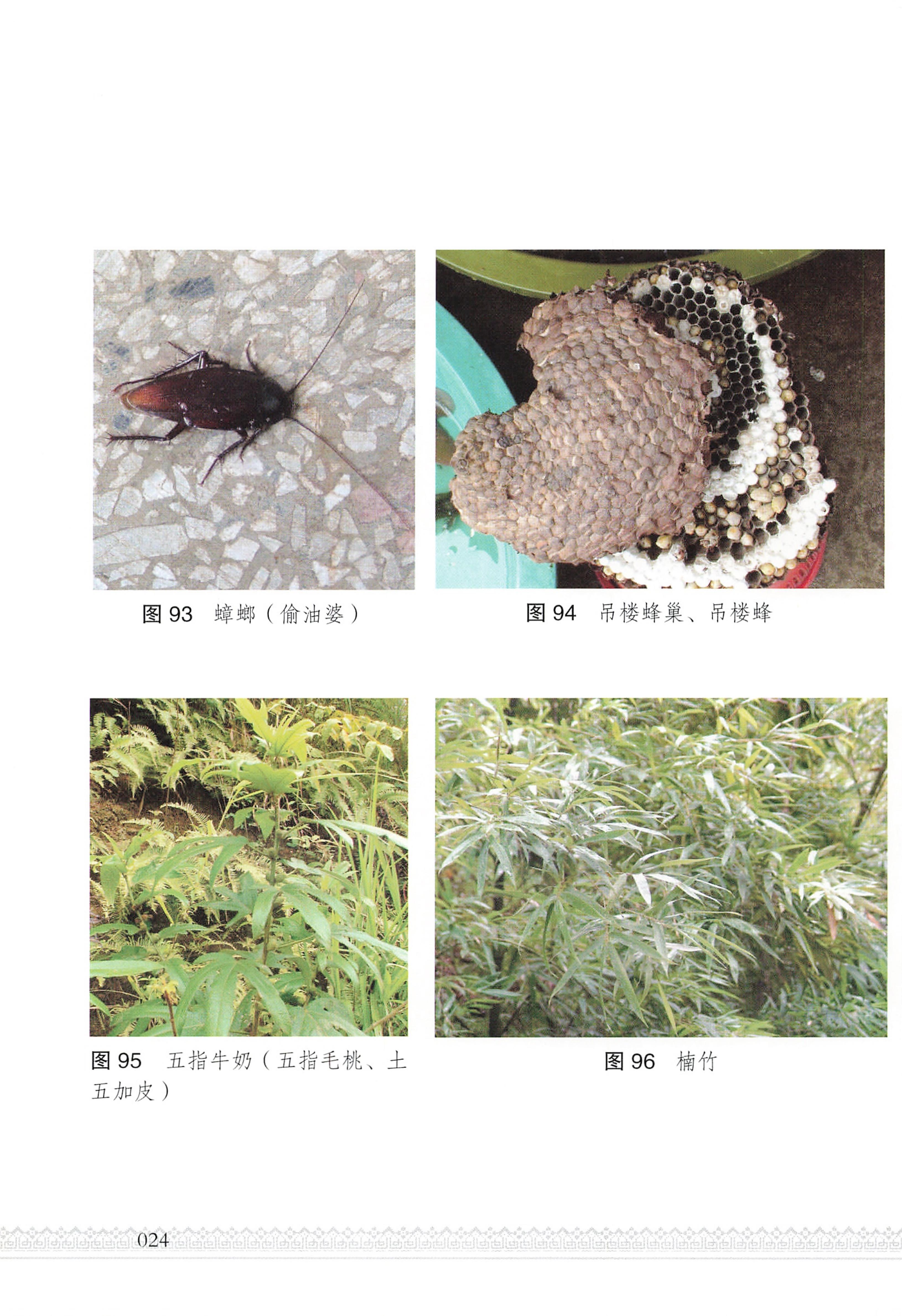湖南瑶族医药_29.jpg