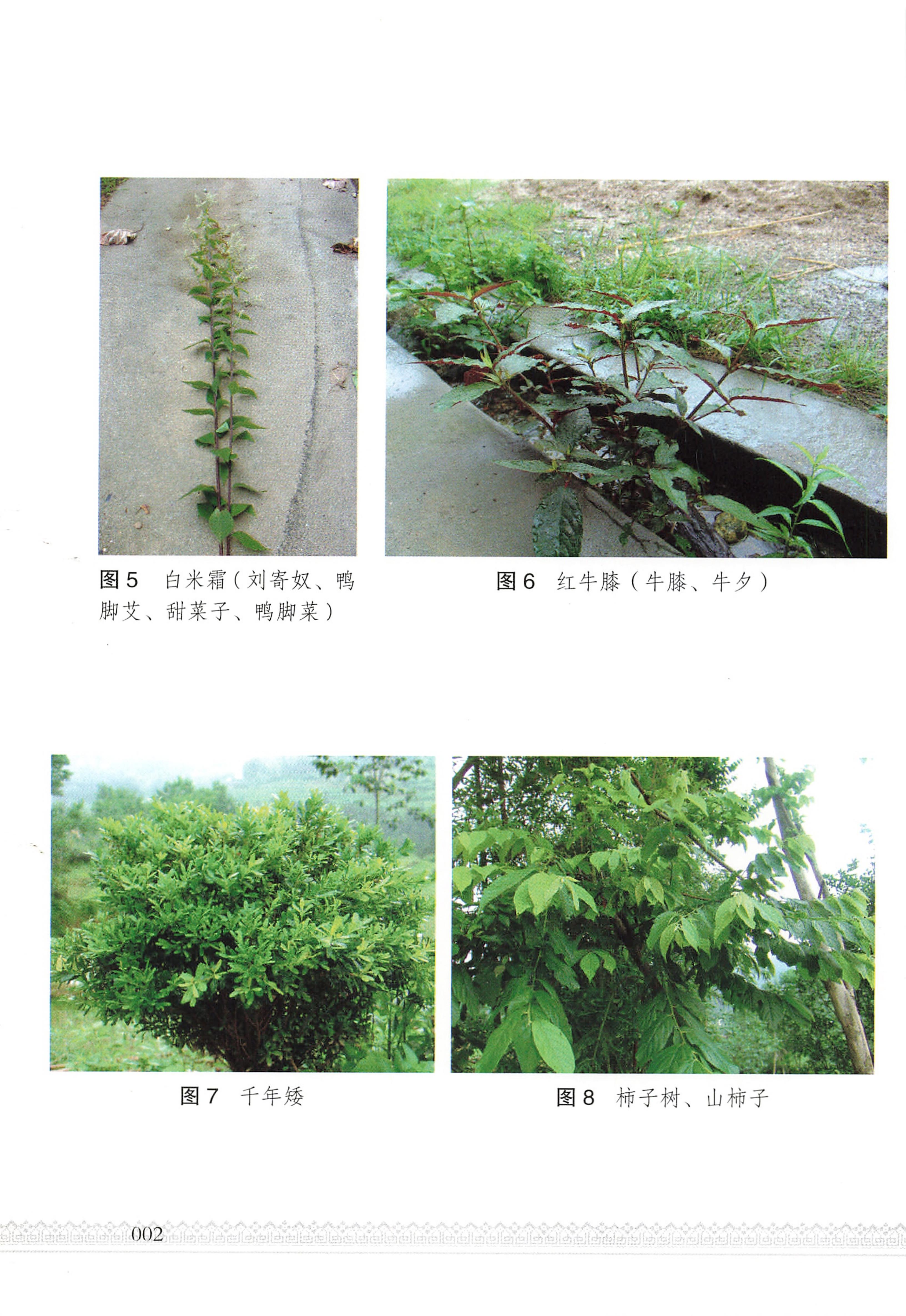 湖南瑶族医药_07.jpg