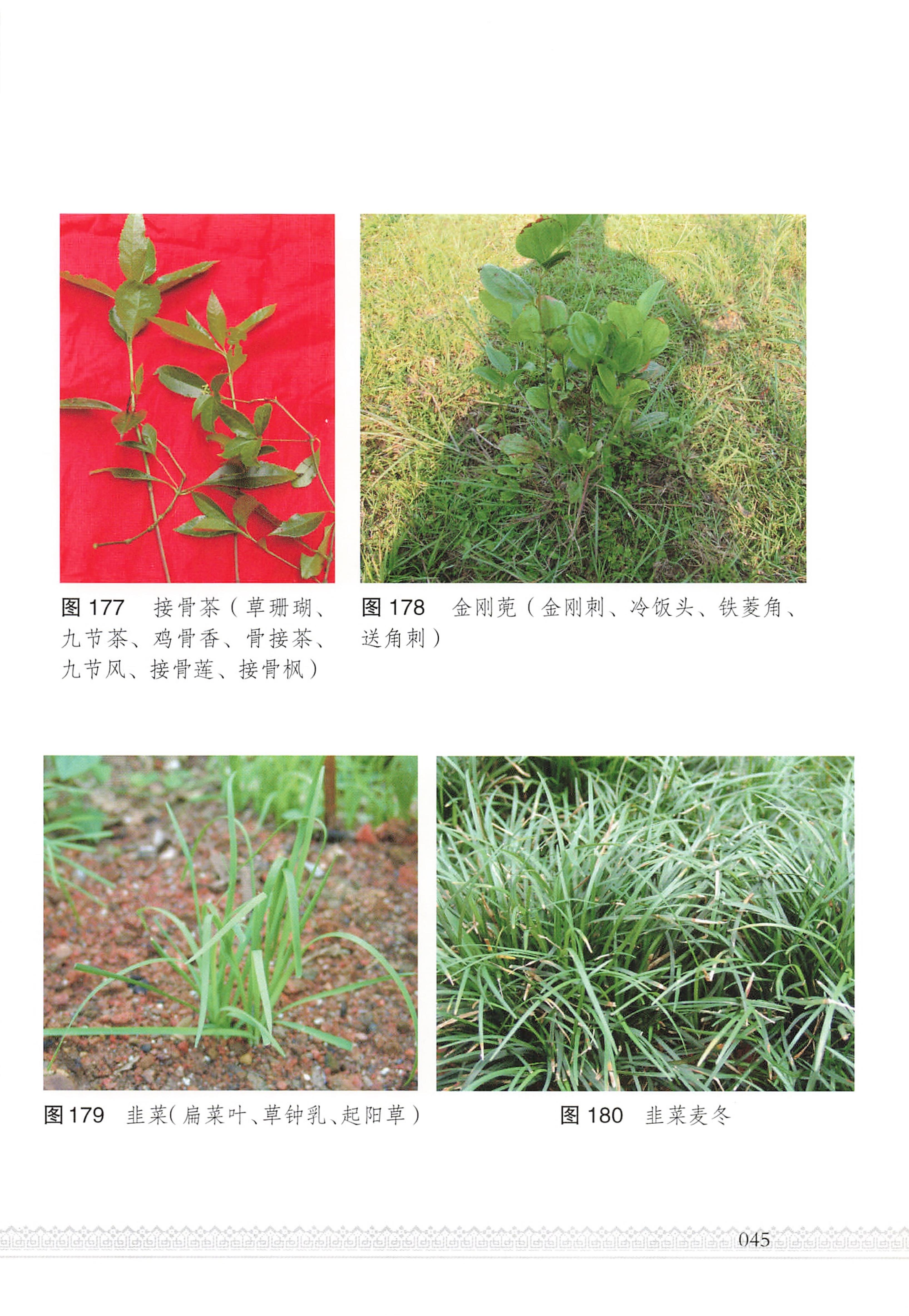 湖南瑶族医药_50.jpg