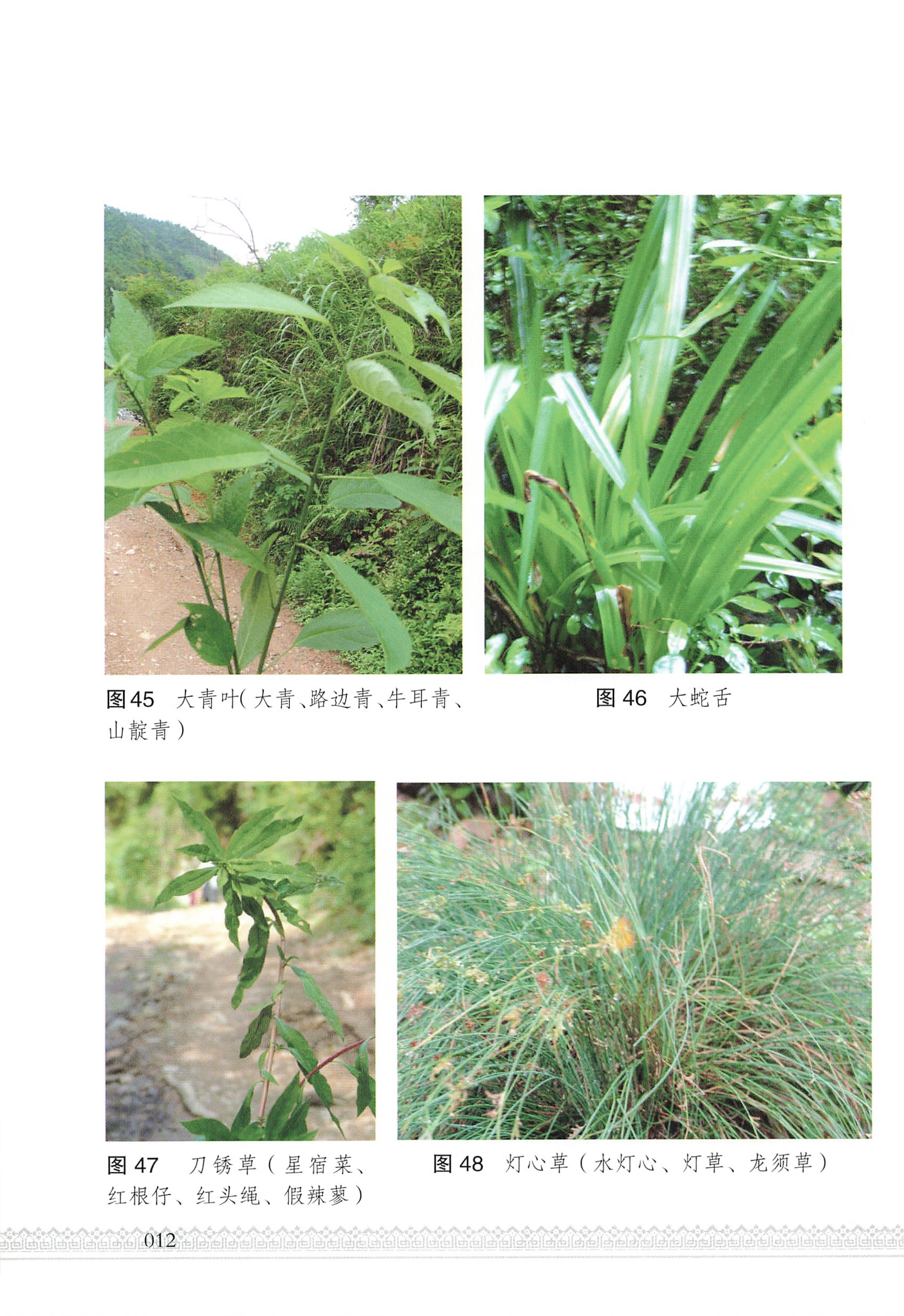 湖南瑶族医药_17.jpg