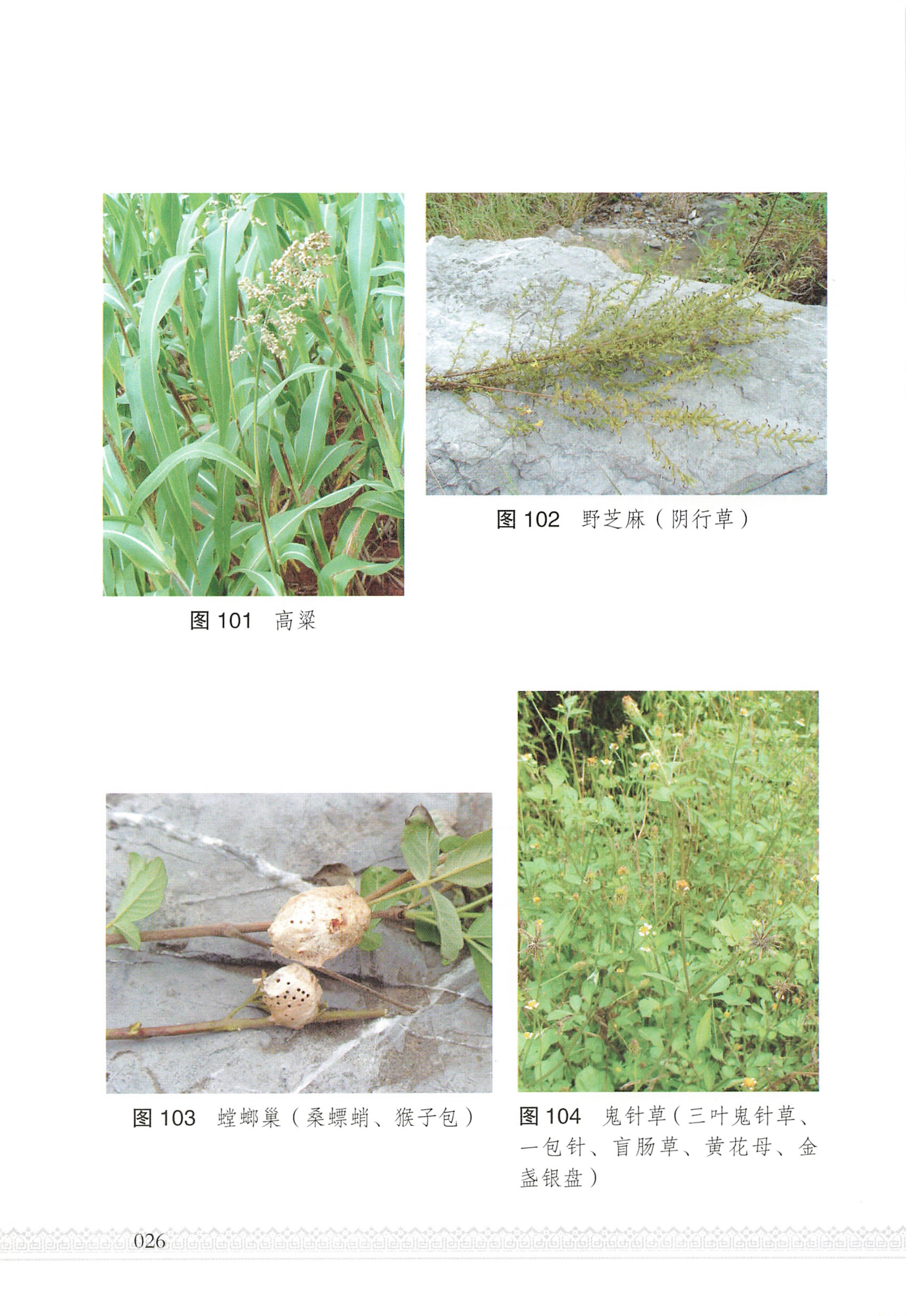 湖南瑶族医药_31.jpg