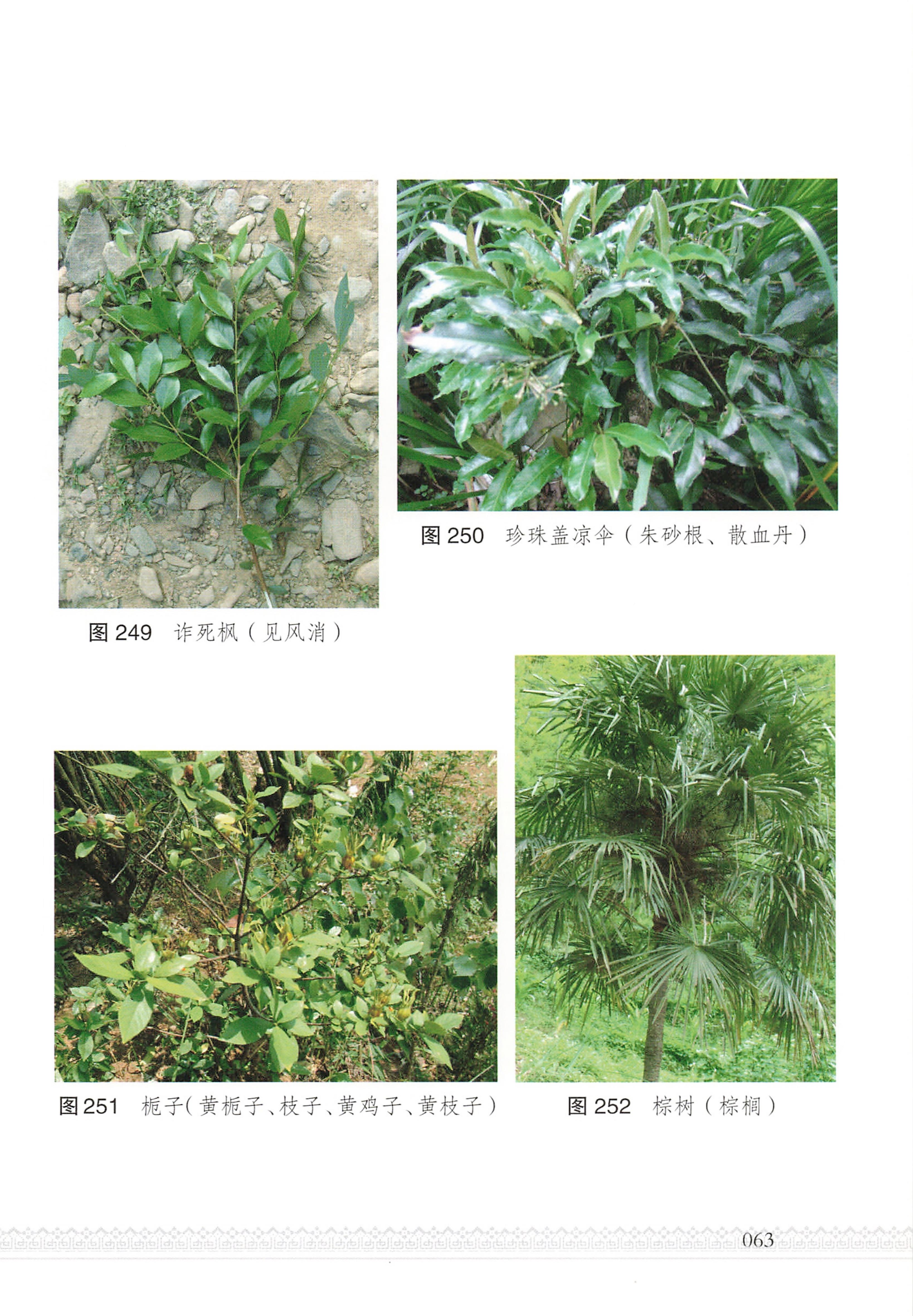 湖南瑶族医药_68.jpg