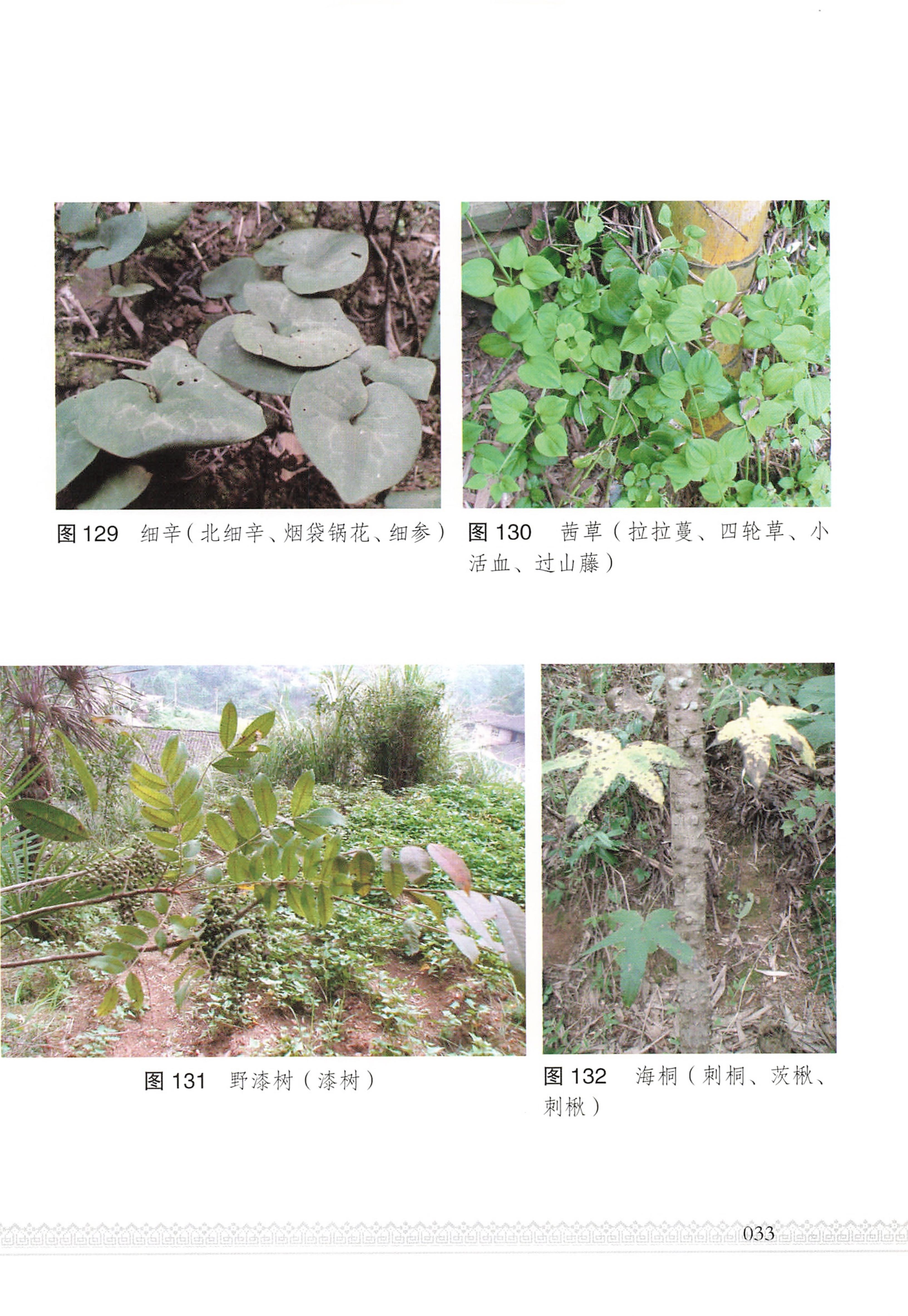 湖南瑶族医药_38.jpg
