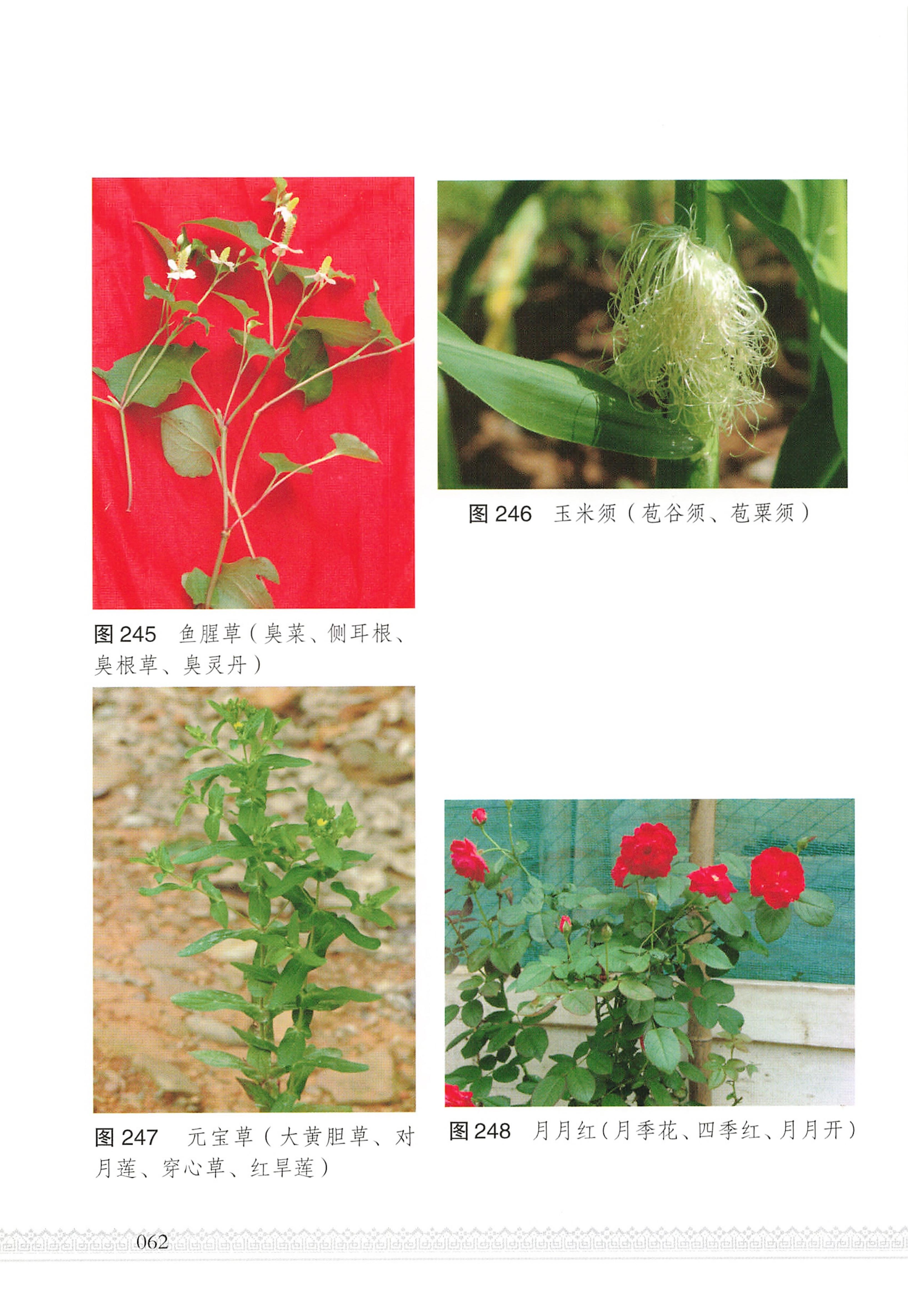 湖南瑶族医药_67.jpg