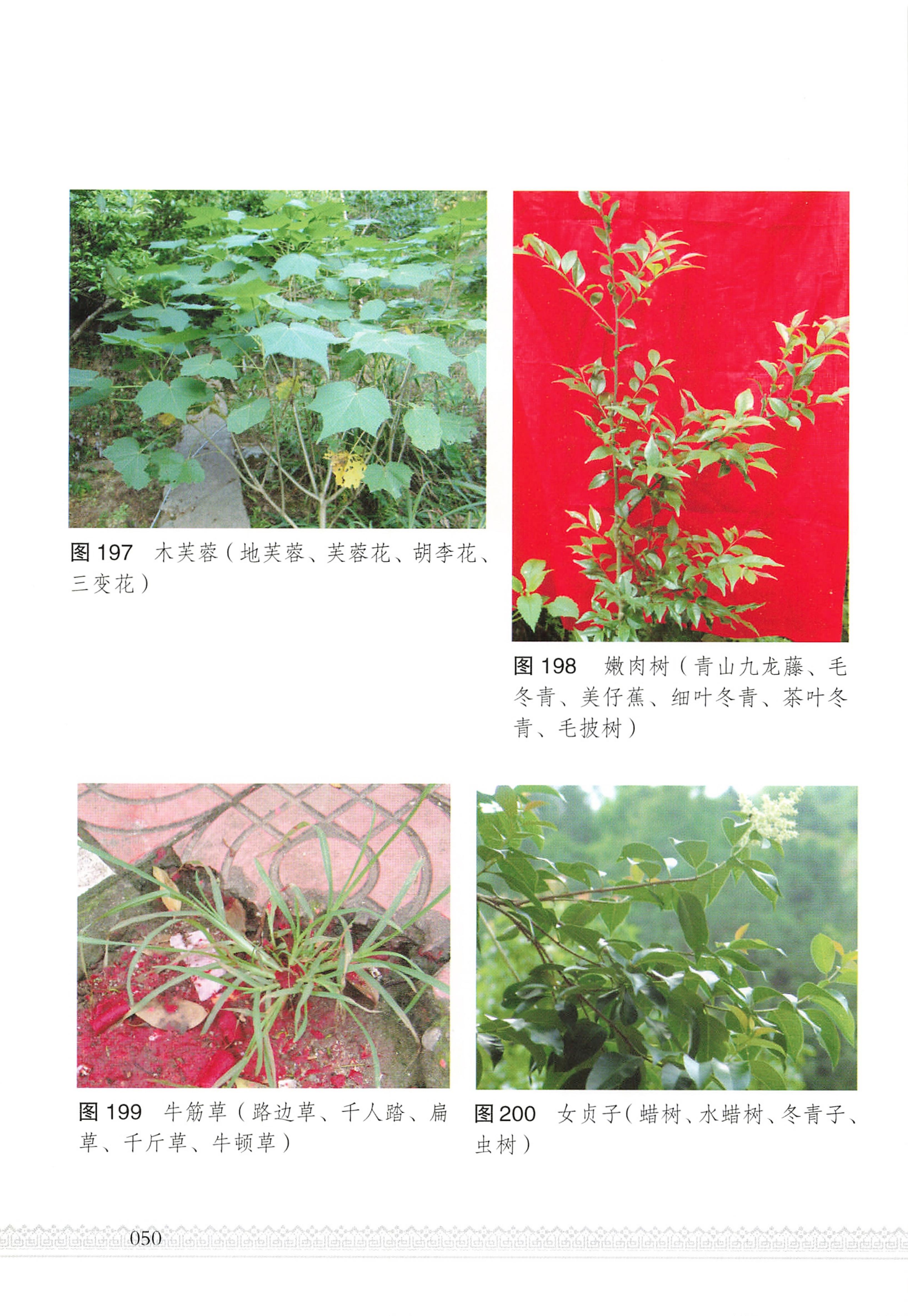 湖南瑶族医药_55.jpg