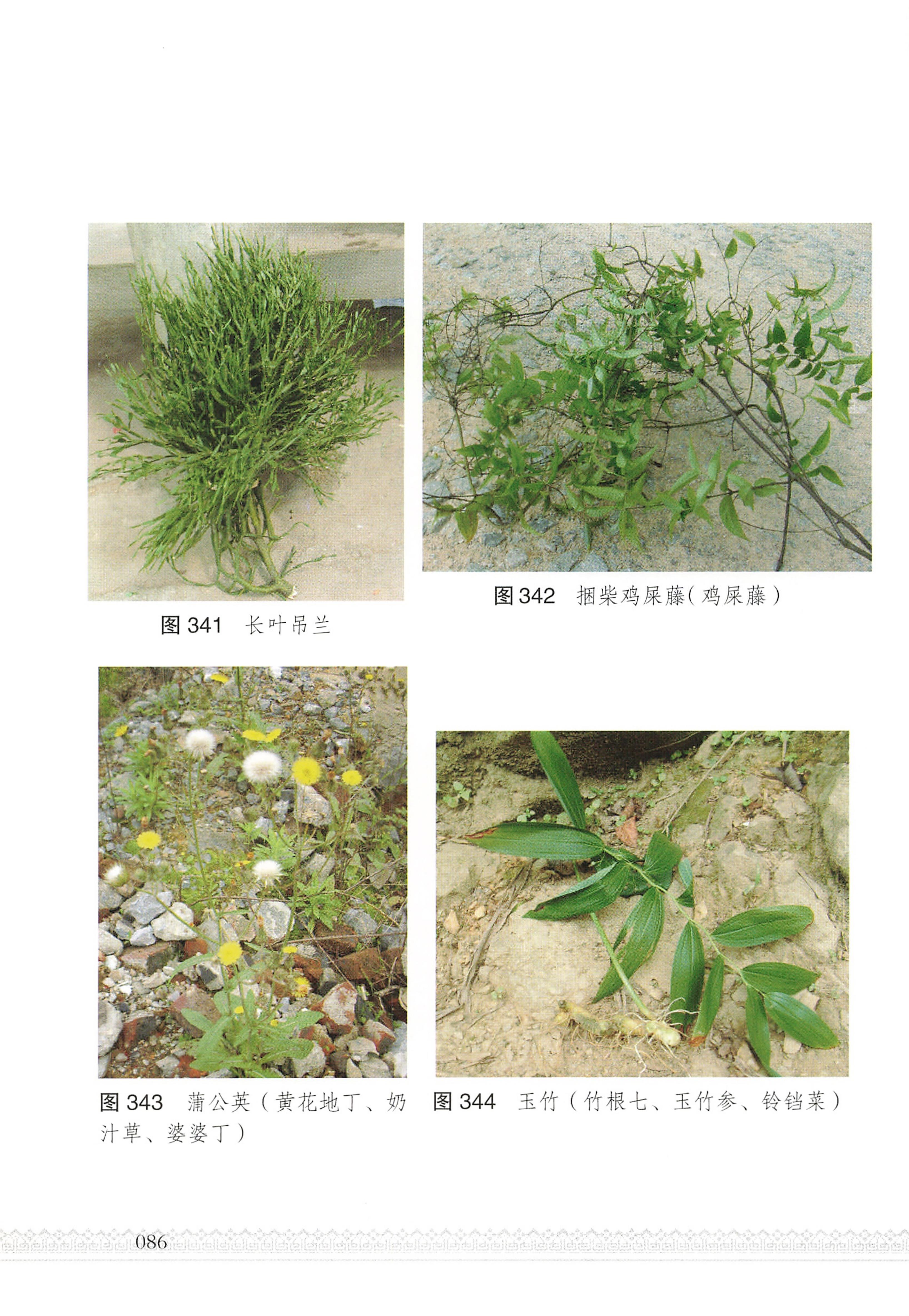 湖南瑶族医药_91.jpg