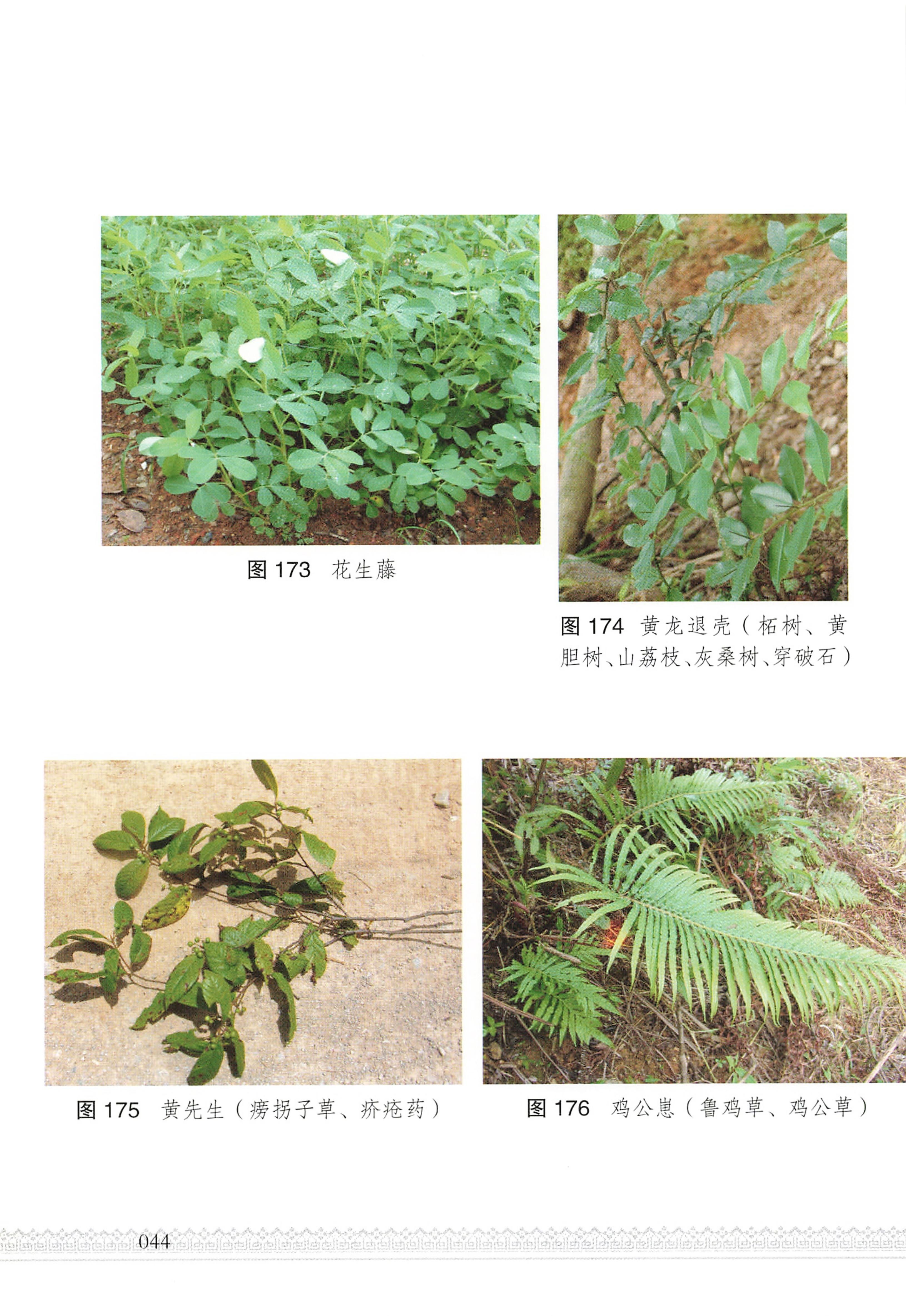 湖南瑶族医药_49.jpg