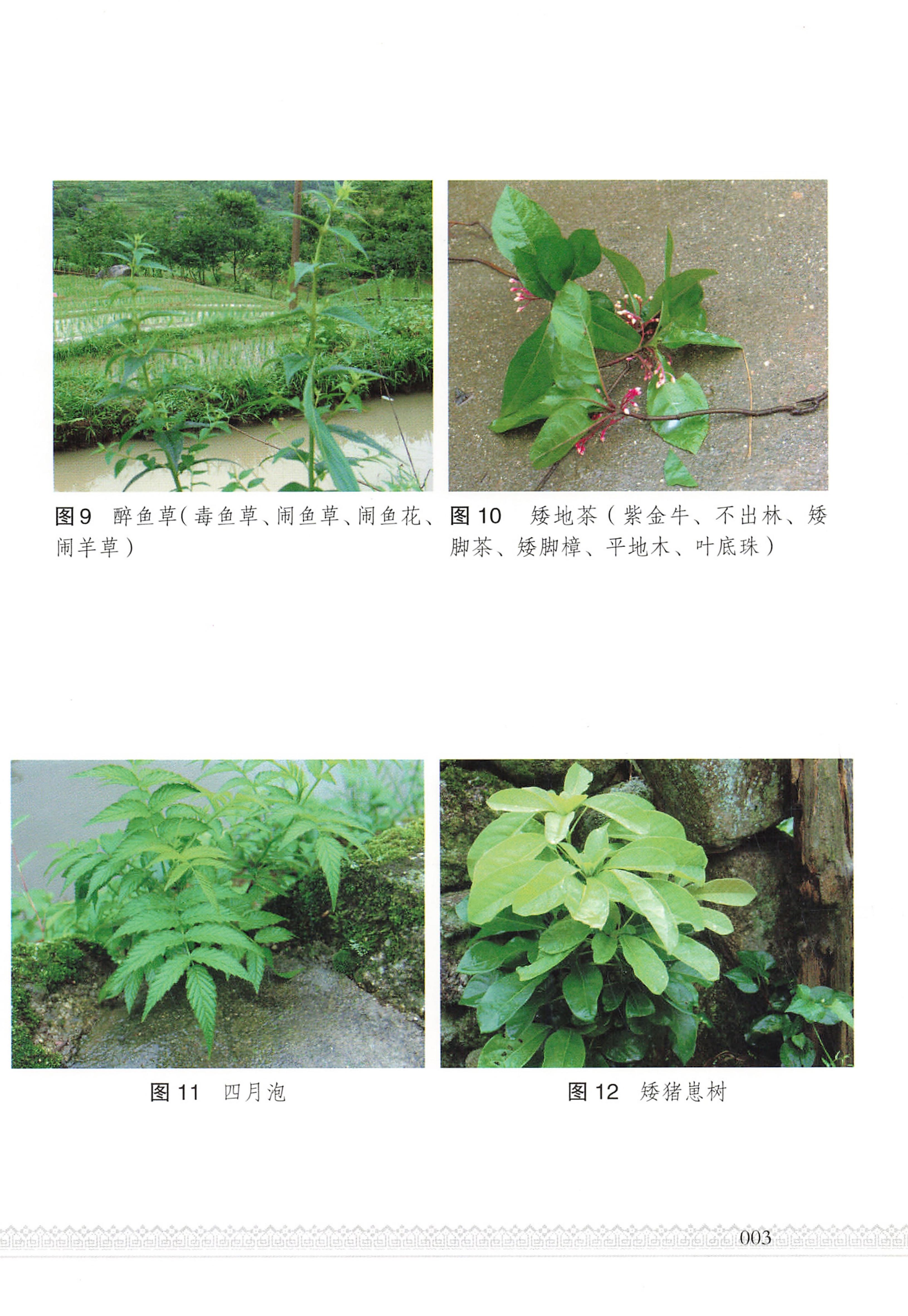 湖南瑶族医药_08.jpg