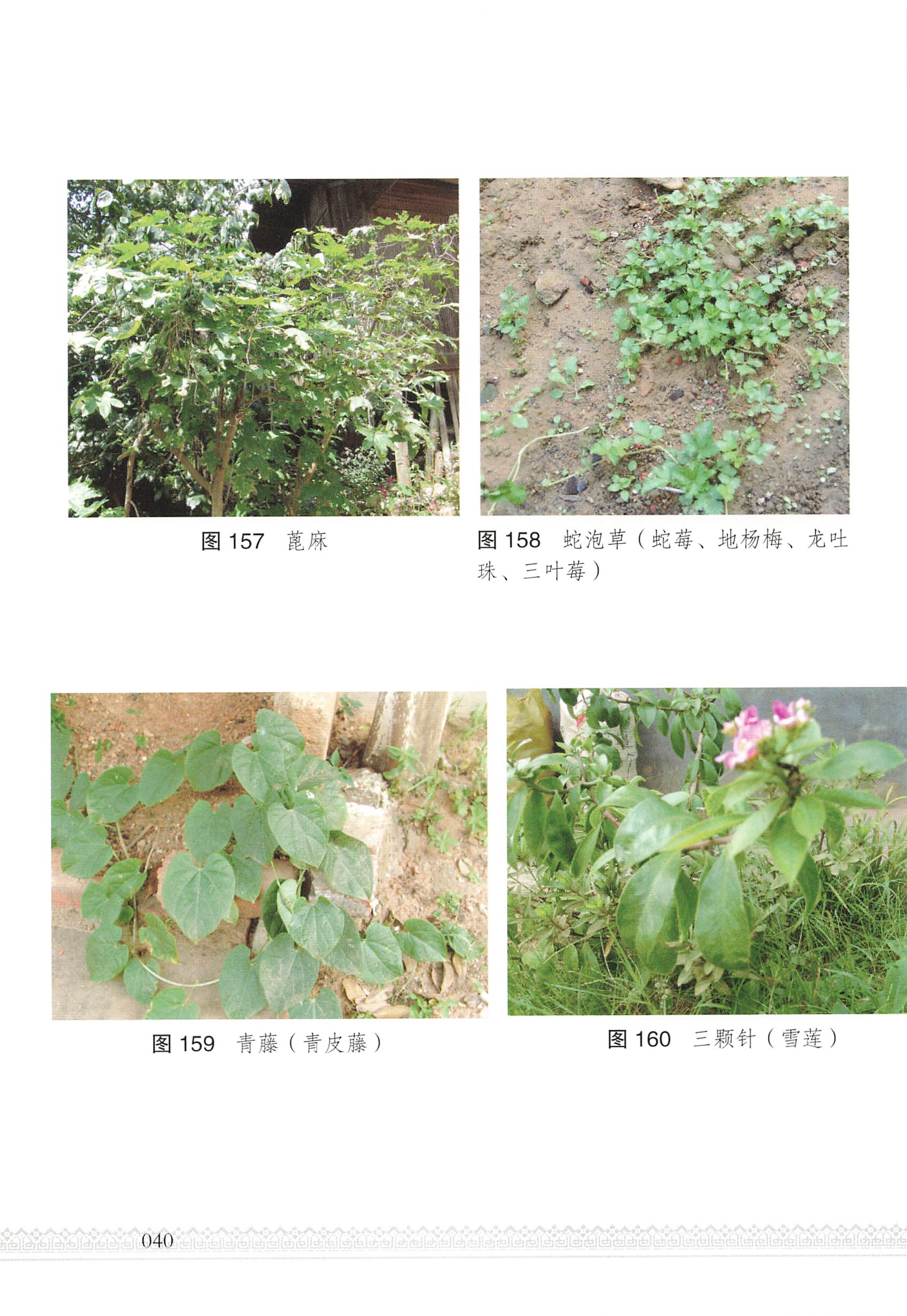湖南瑶族医药_45.jpg