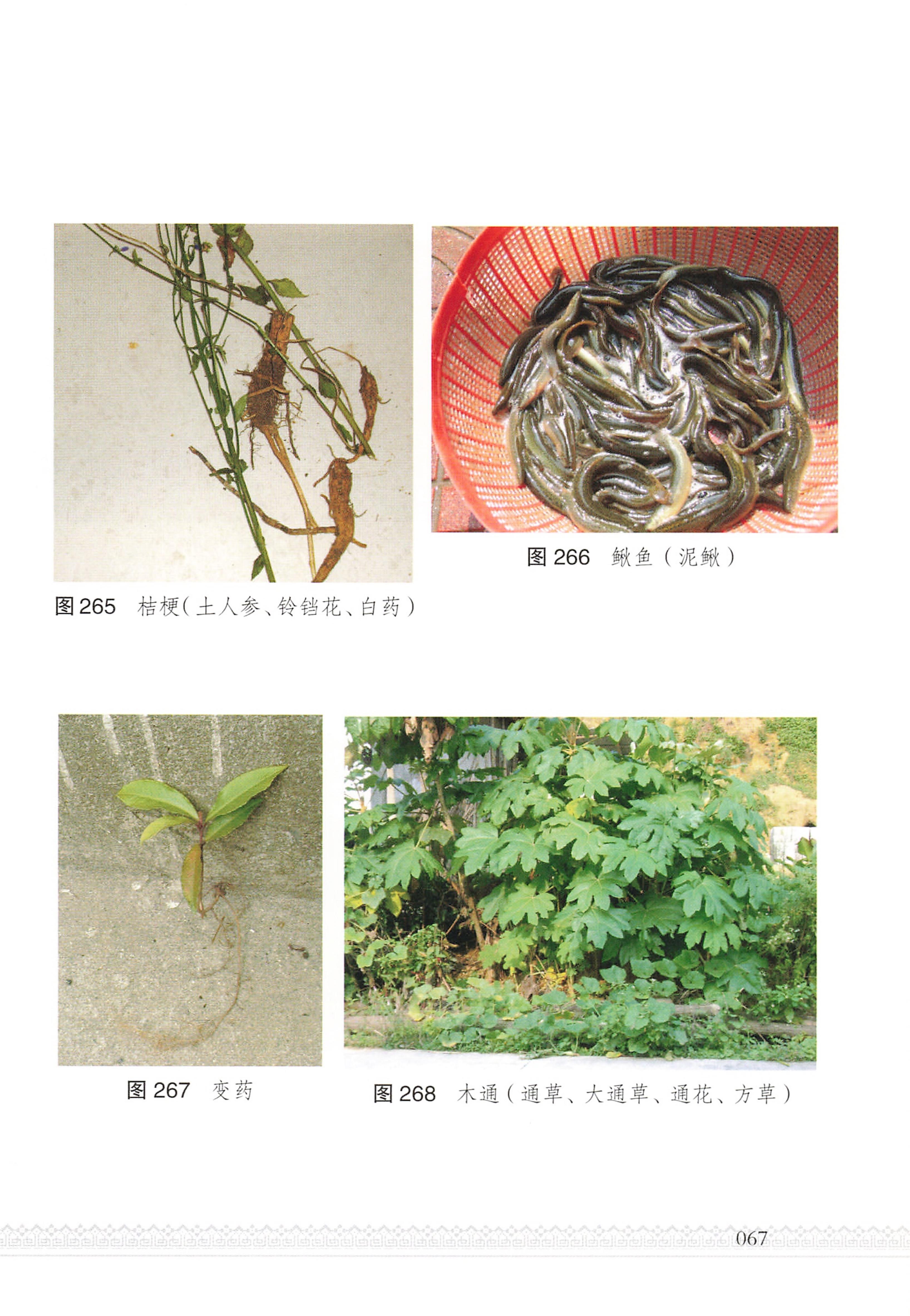 湖南瑶族医药_72.jpg