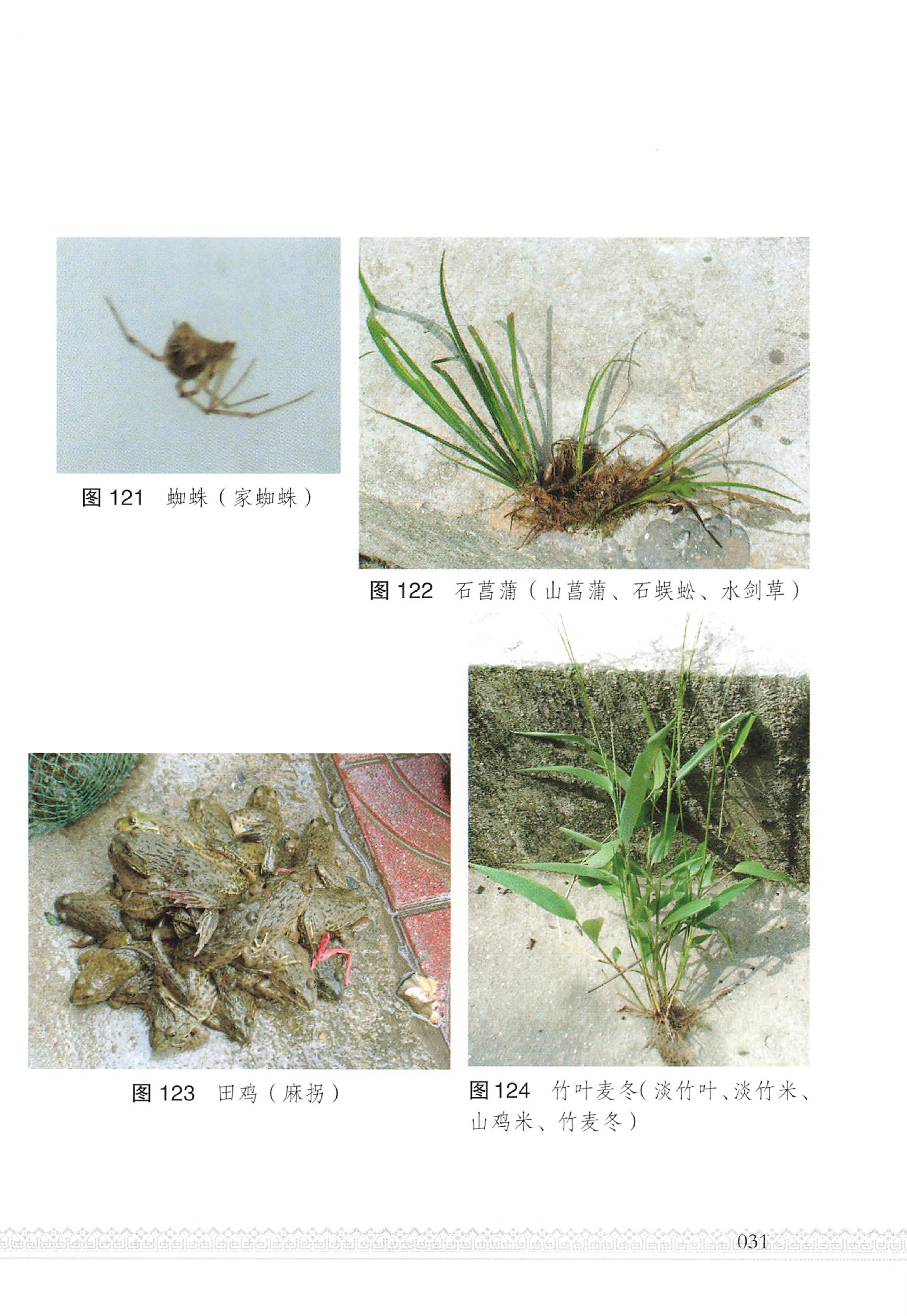 湖南瑶族医药_36.jpg