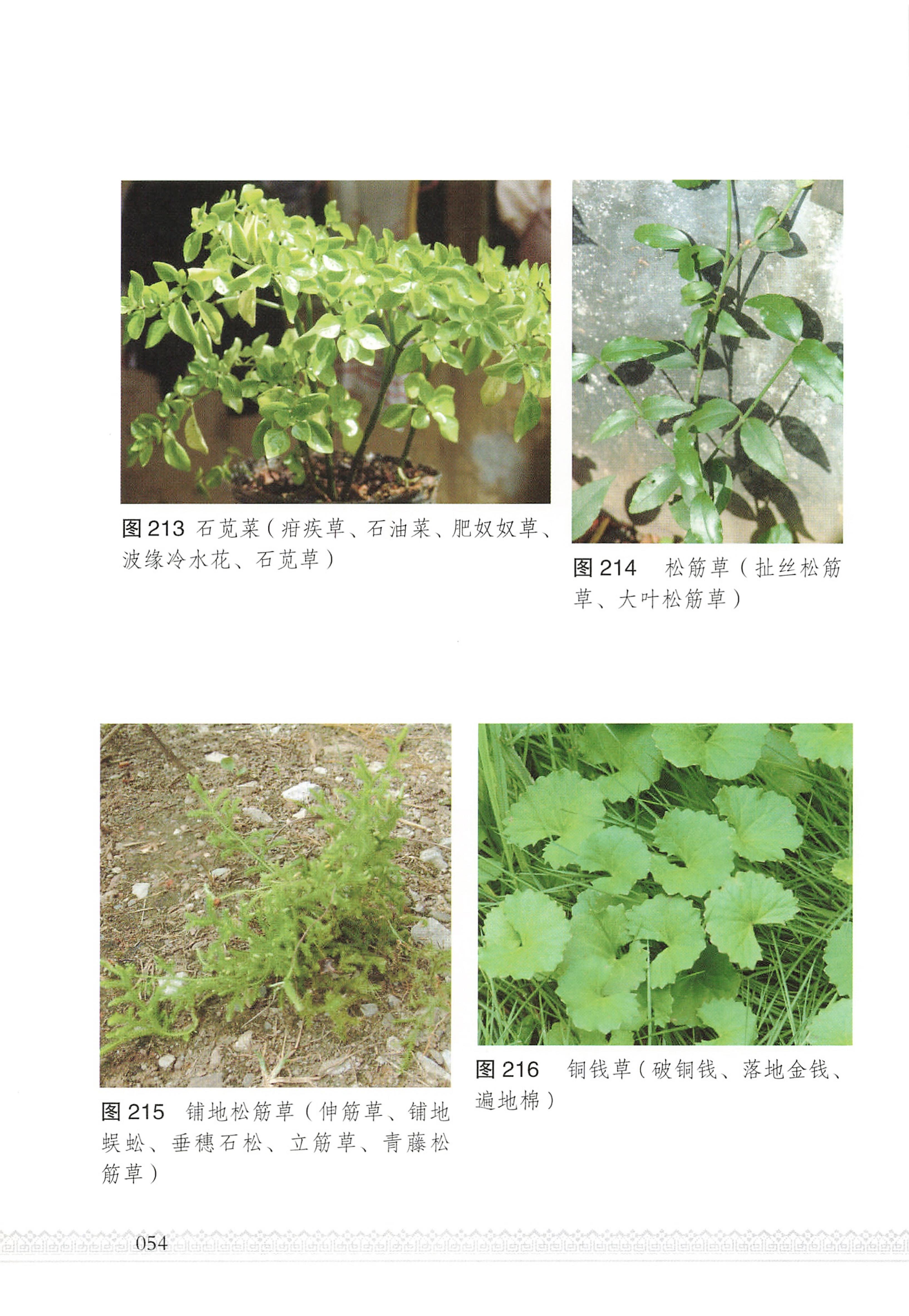 湖南瑶族医药_59.jpg