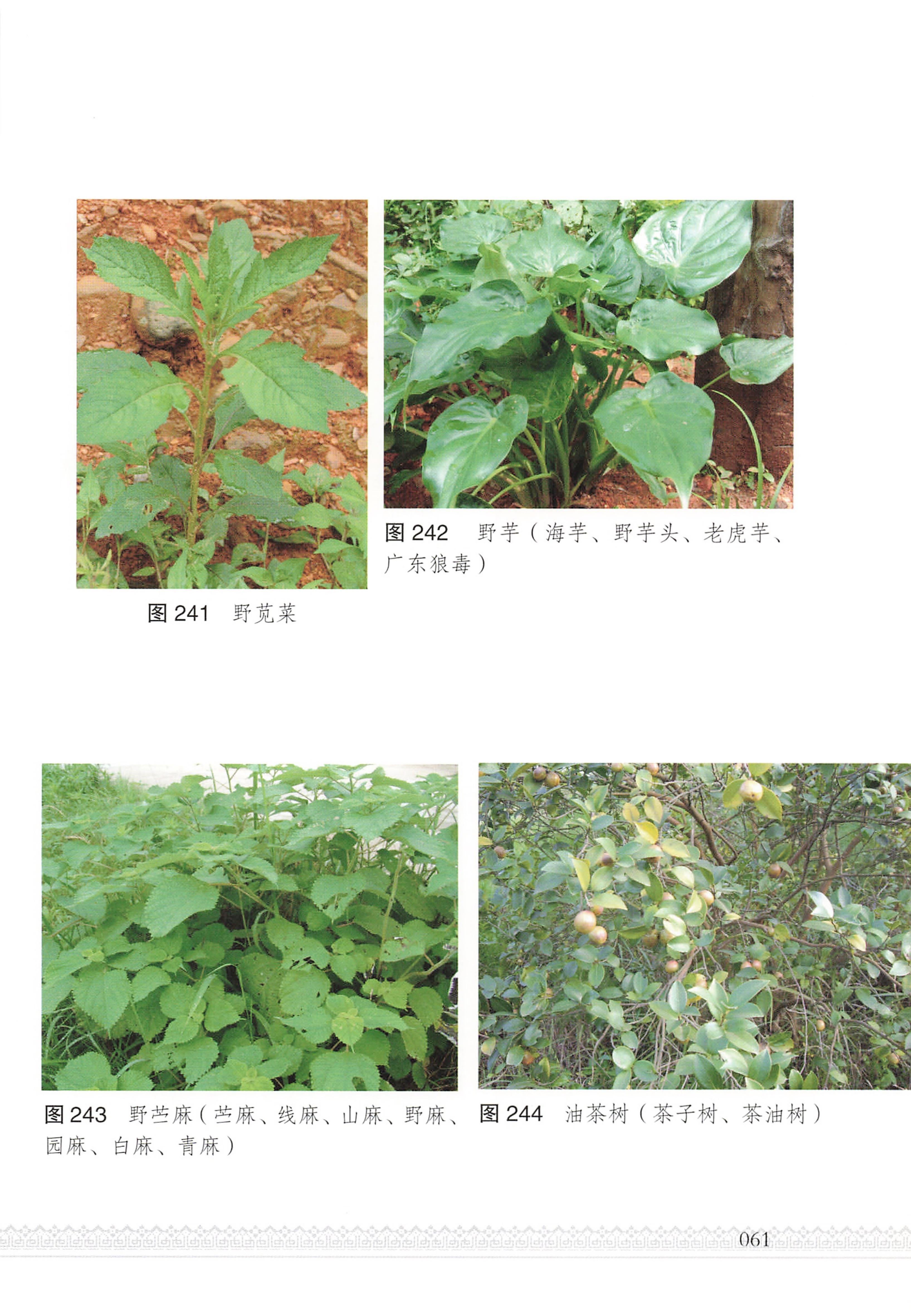 湖南瑶族医药_66.jpg