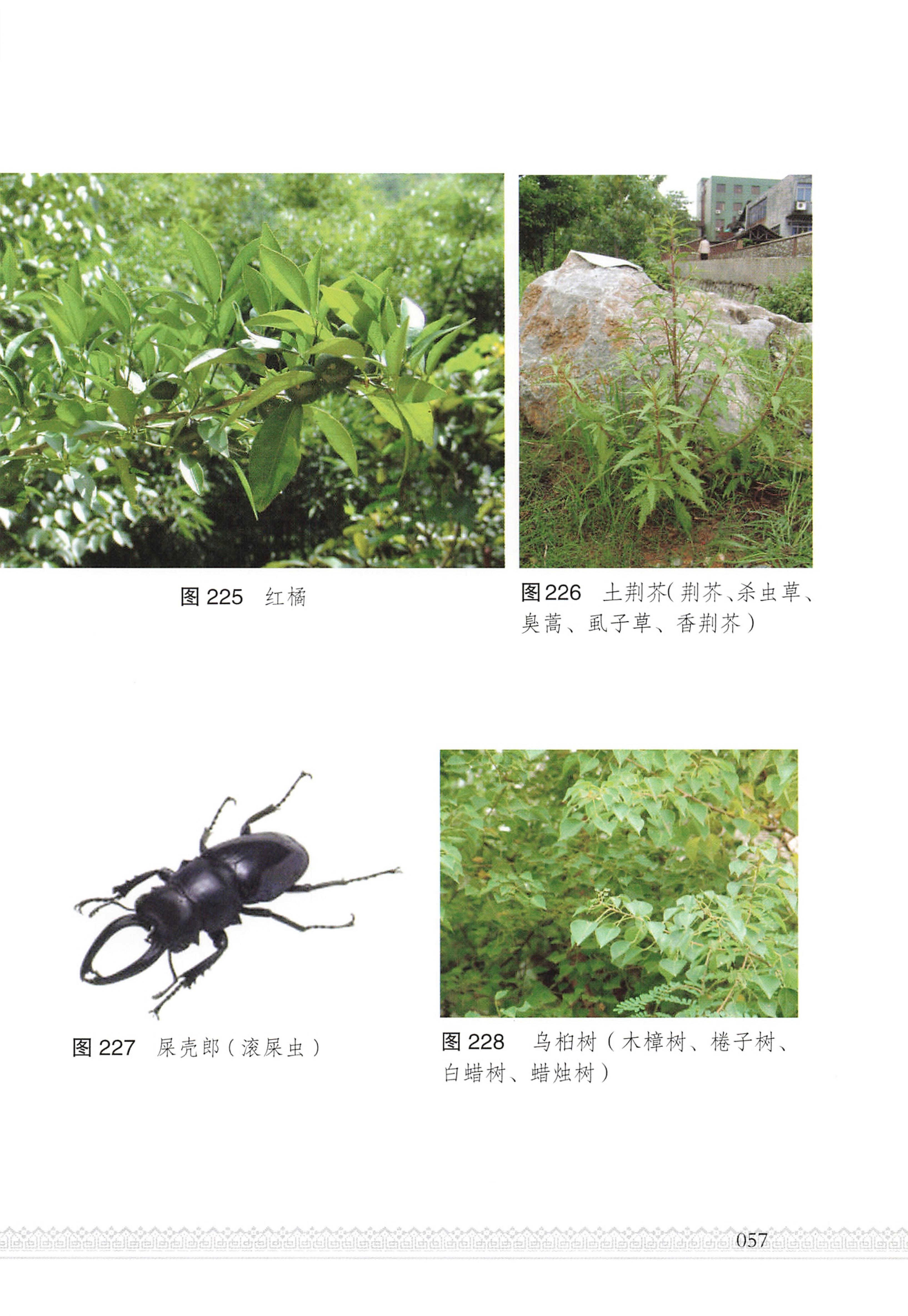 湖南瑶族医药_62.jpg
