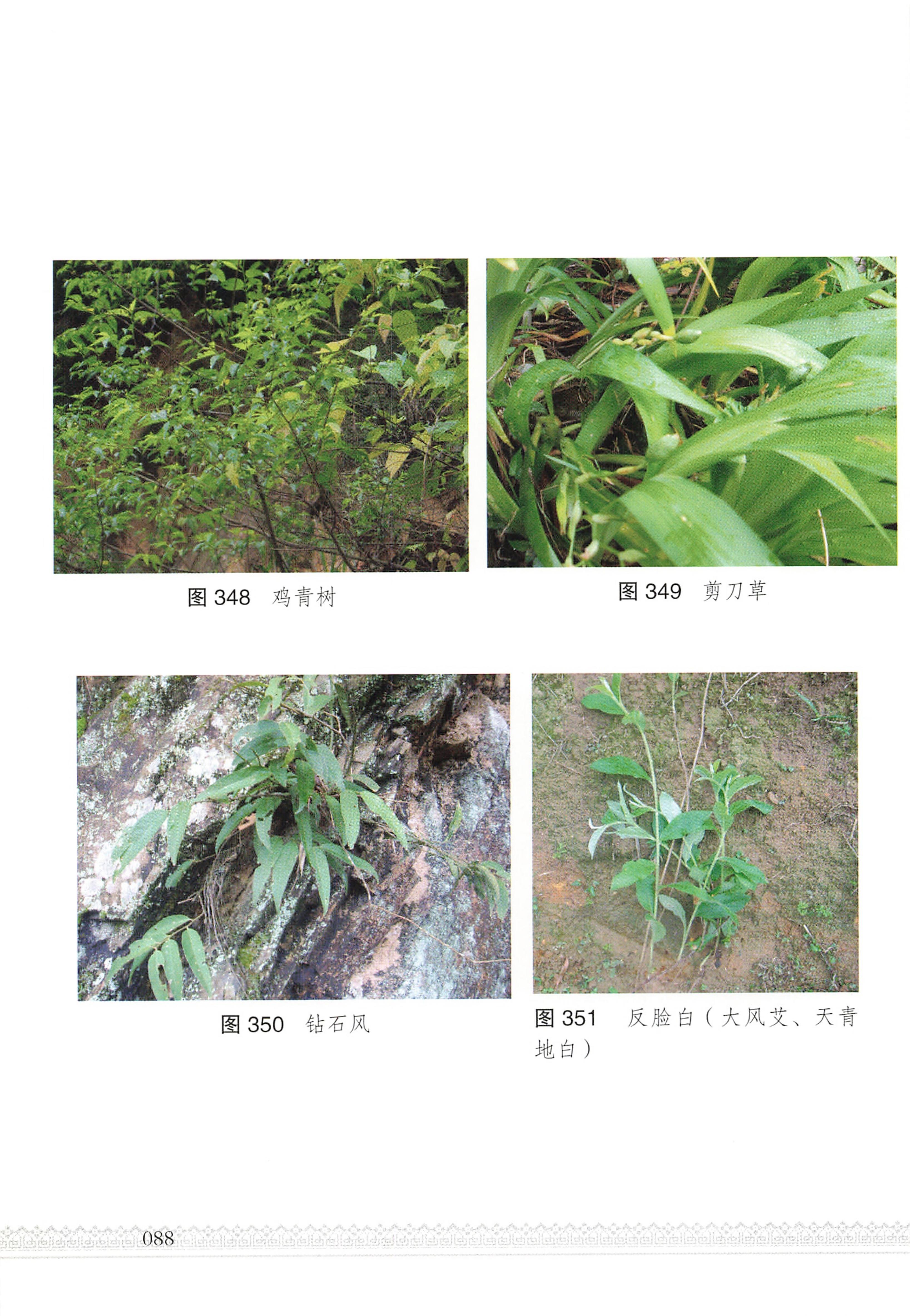 湖南瑶族医药_93.jpg