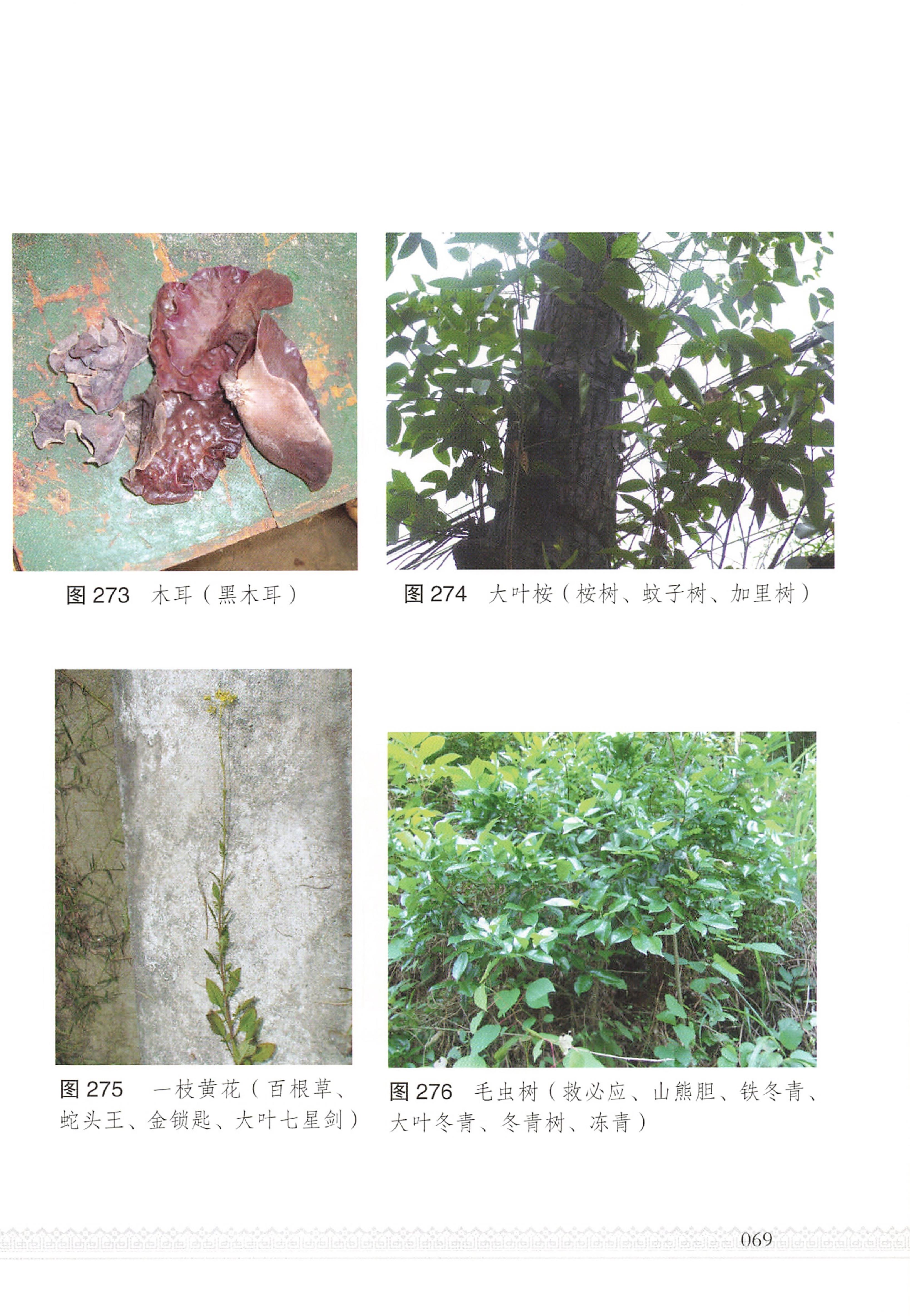 湖南瑶族医药_74.jpg