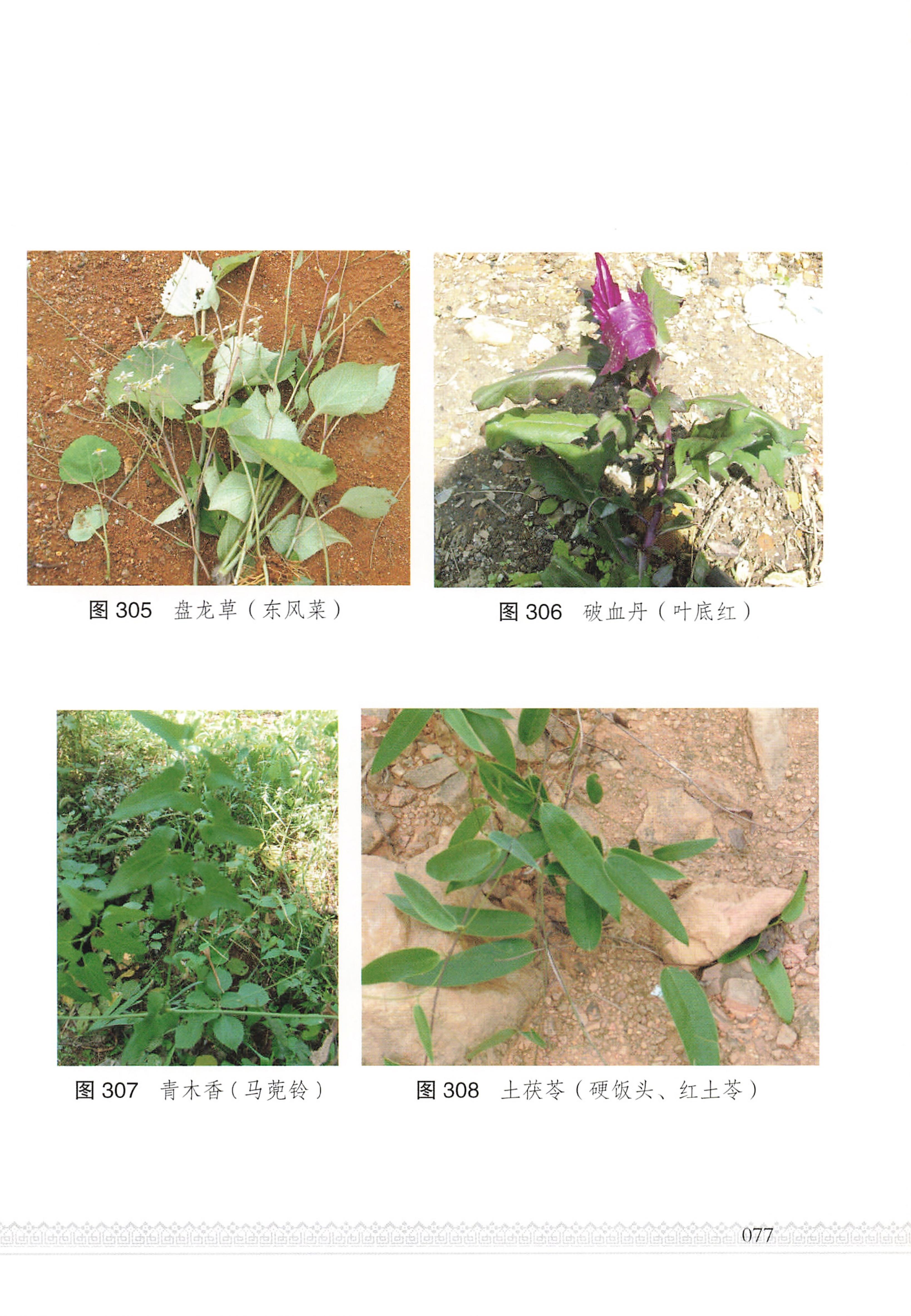 湖南瑶族医药_82.jpg