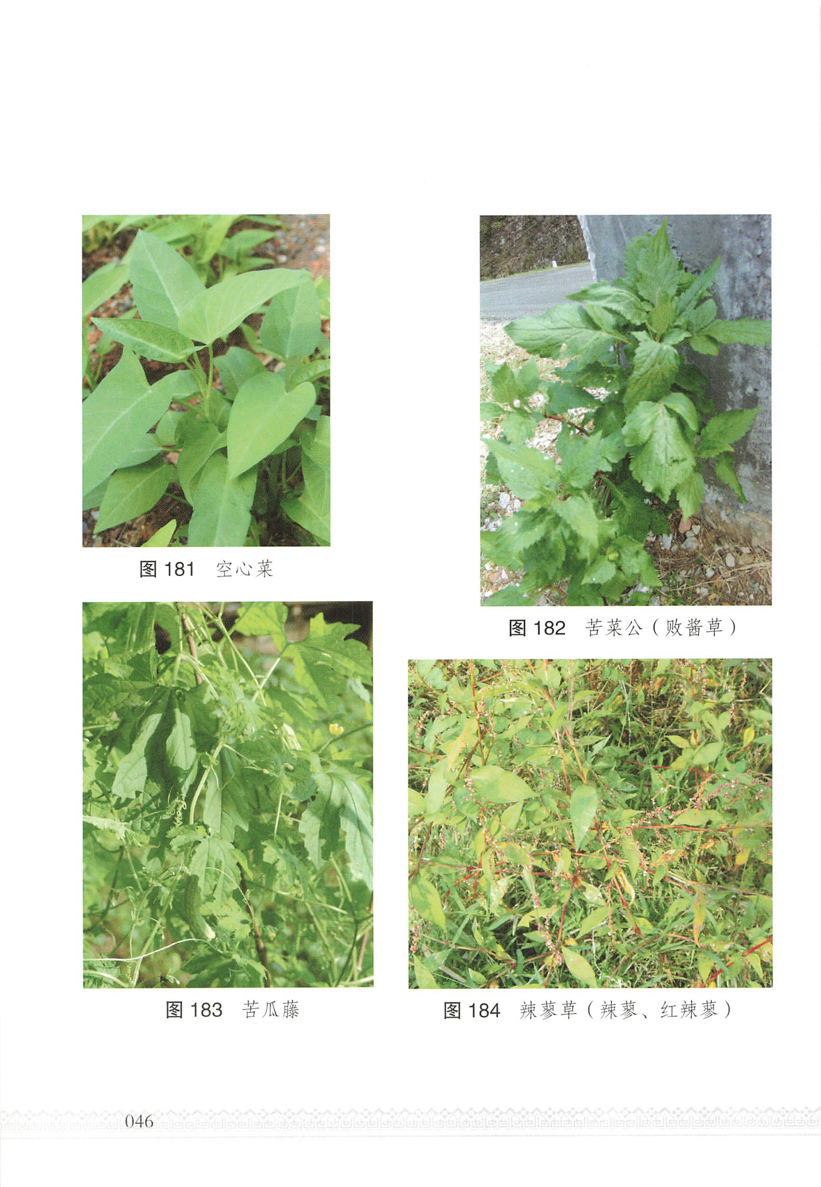 湖南瑶族医药_51.jpg