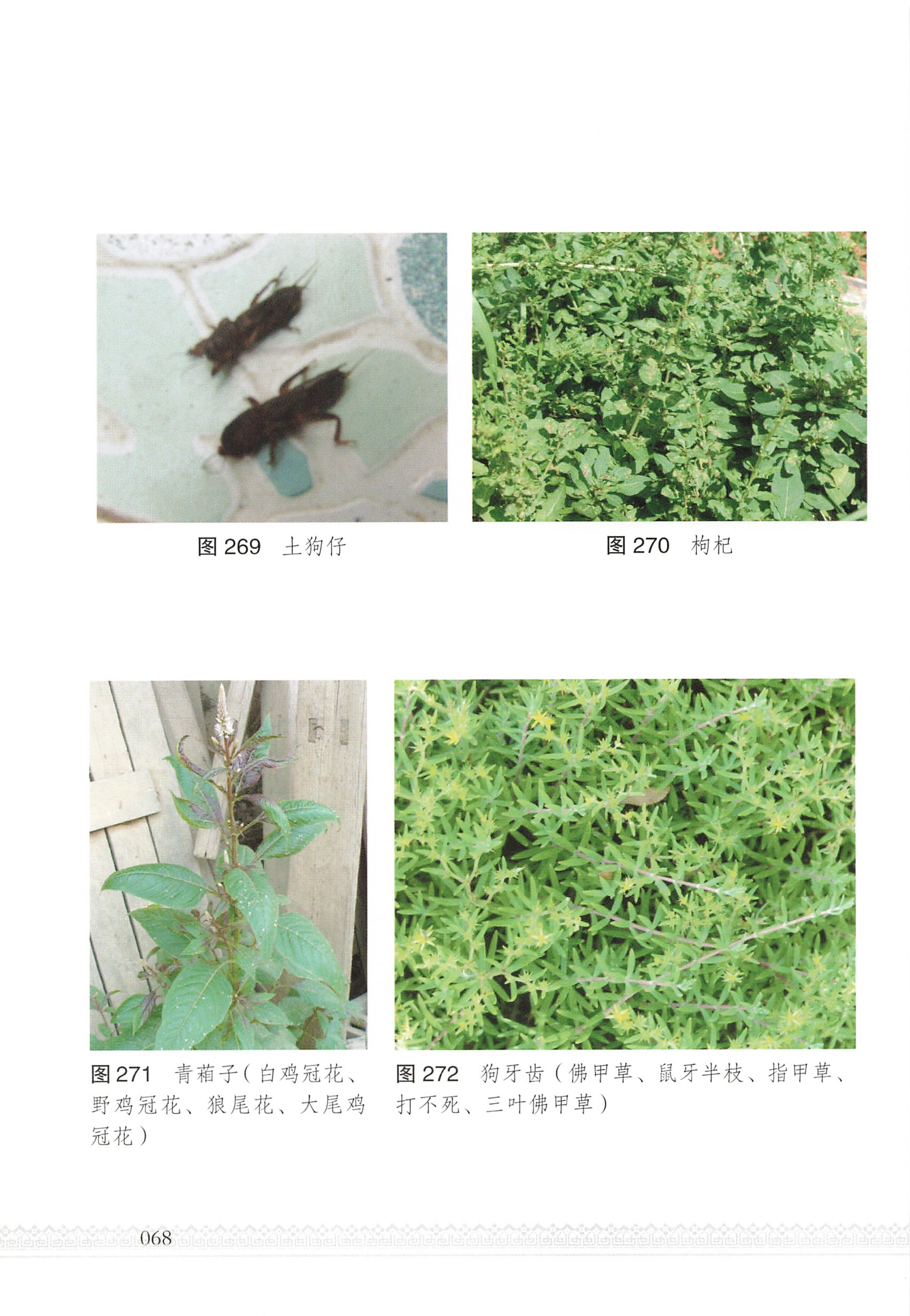 湖南瑶族医药_73.jpg