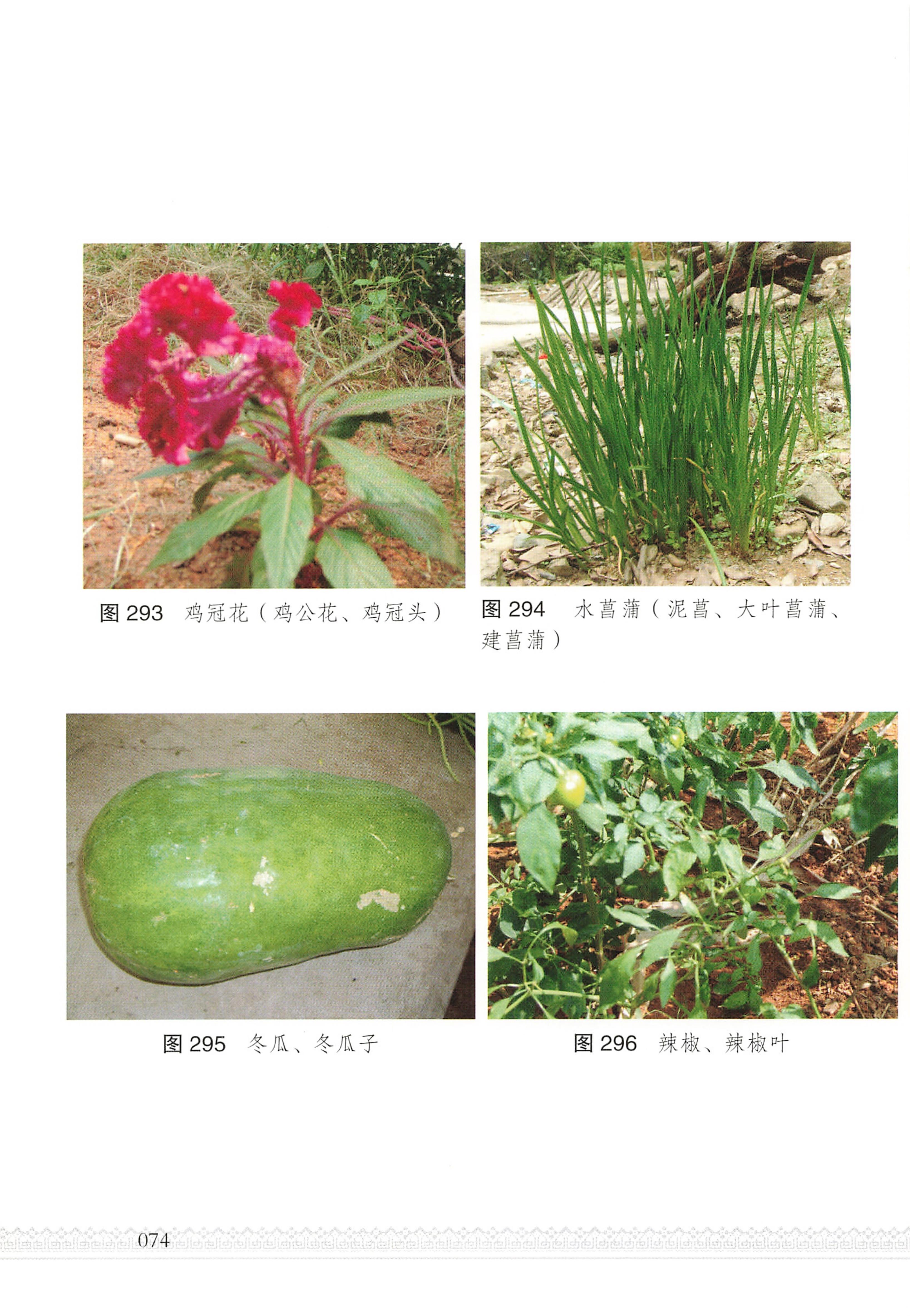 湖南瑶族医药_79.jpg