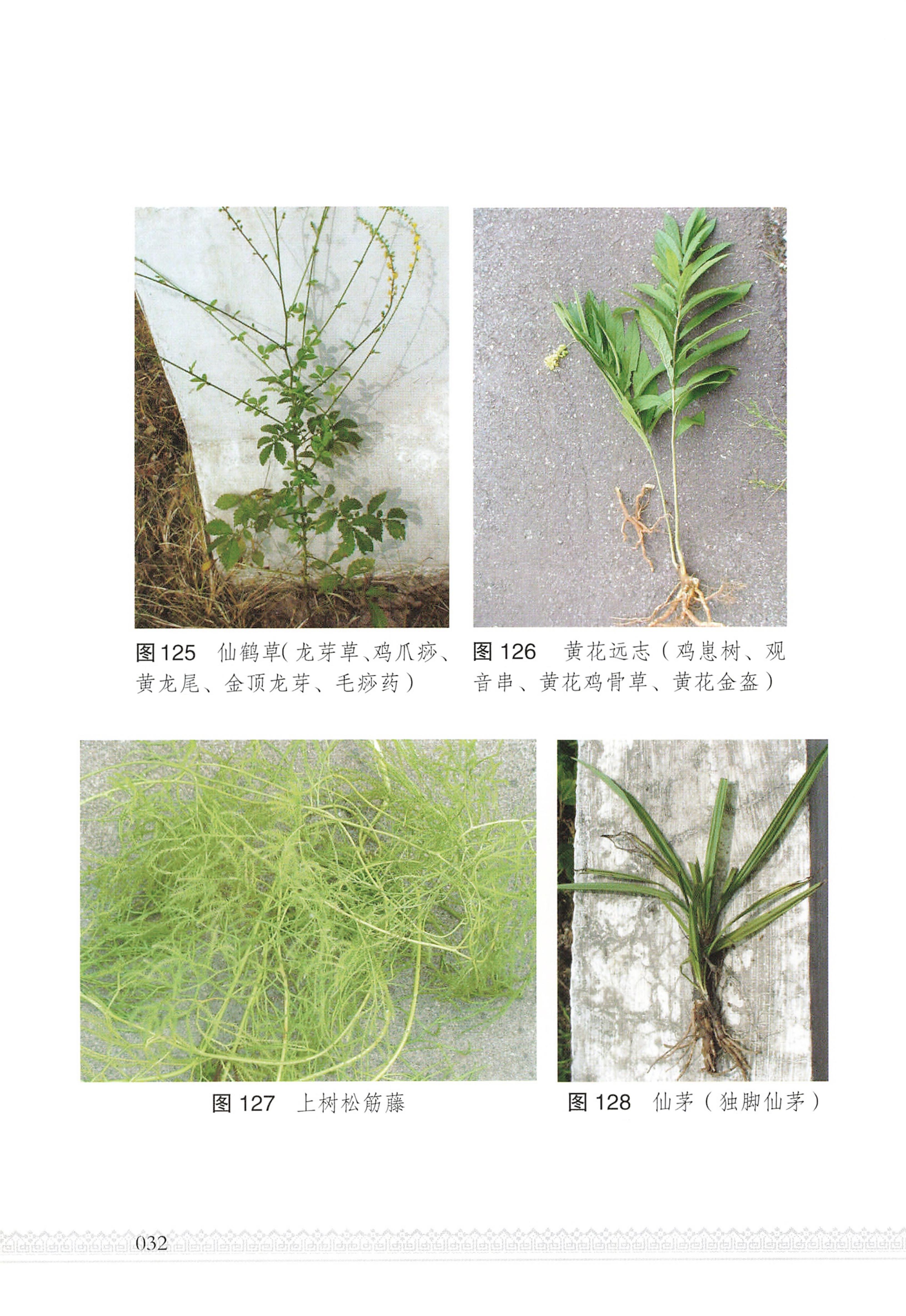 湖南瑶族医药_37.jpg