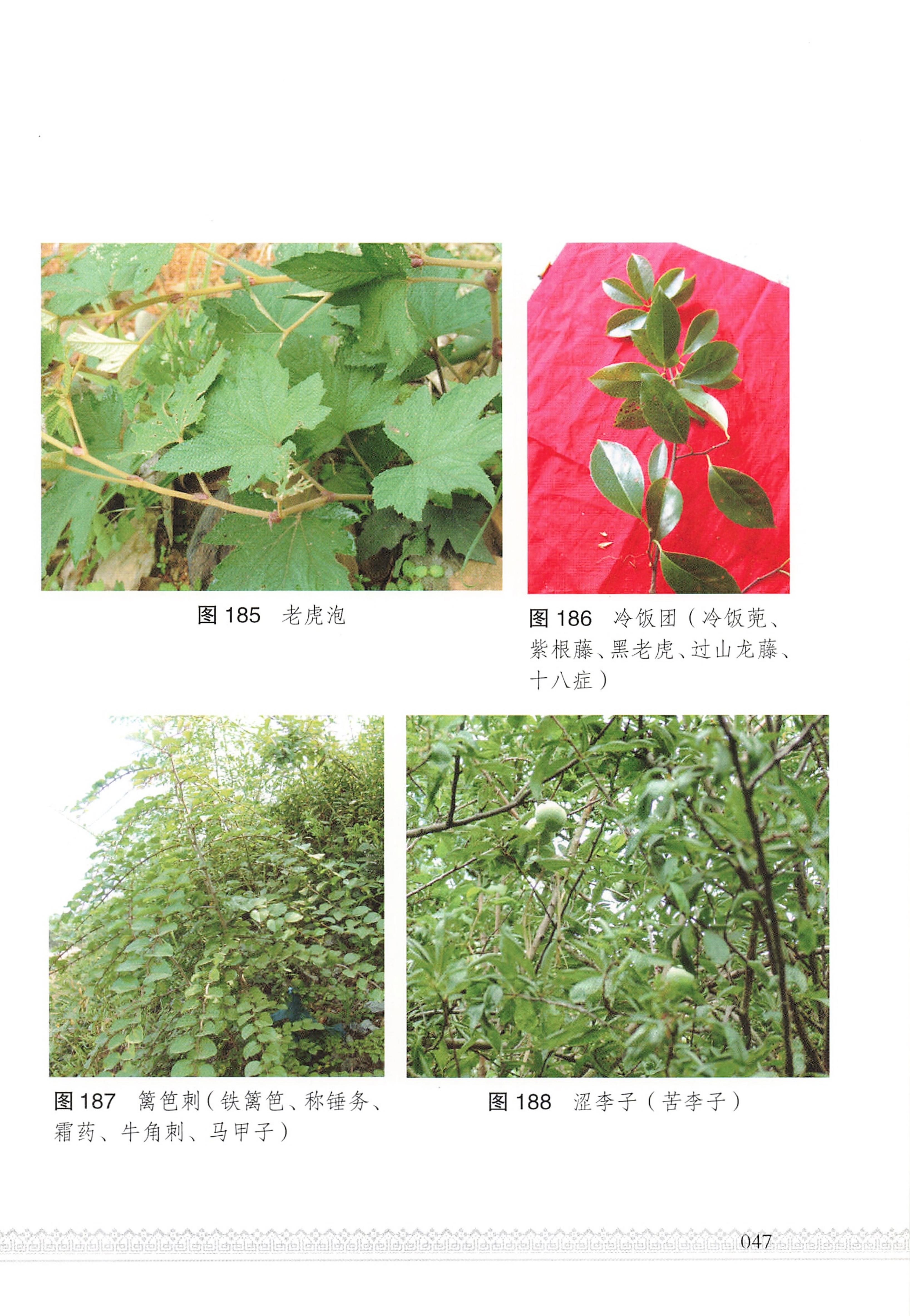 湖南瑶族医药_52.jpg
