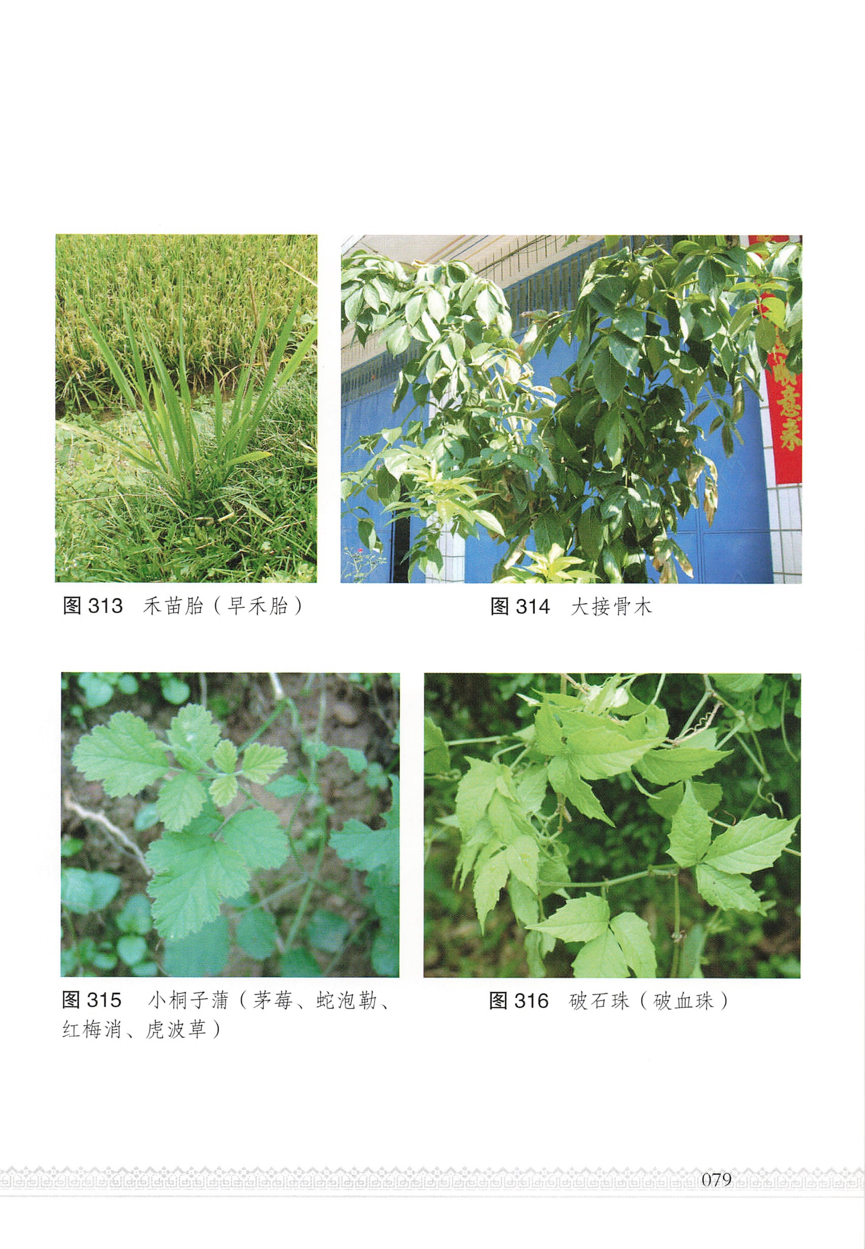 湖南瑶族医药_84.jpg