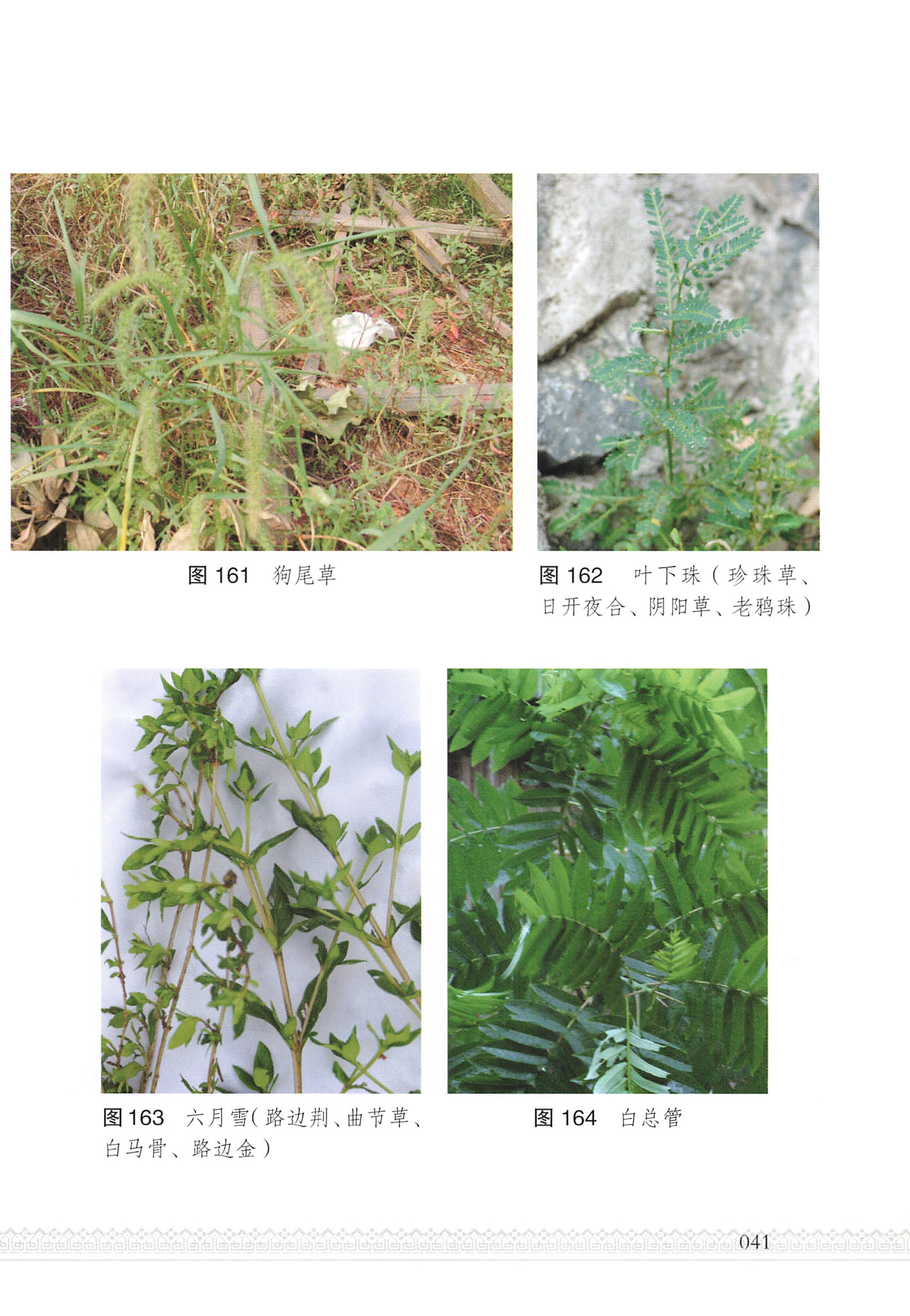 湖南瑶族医药_46.jpg