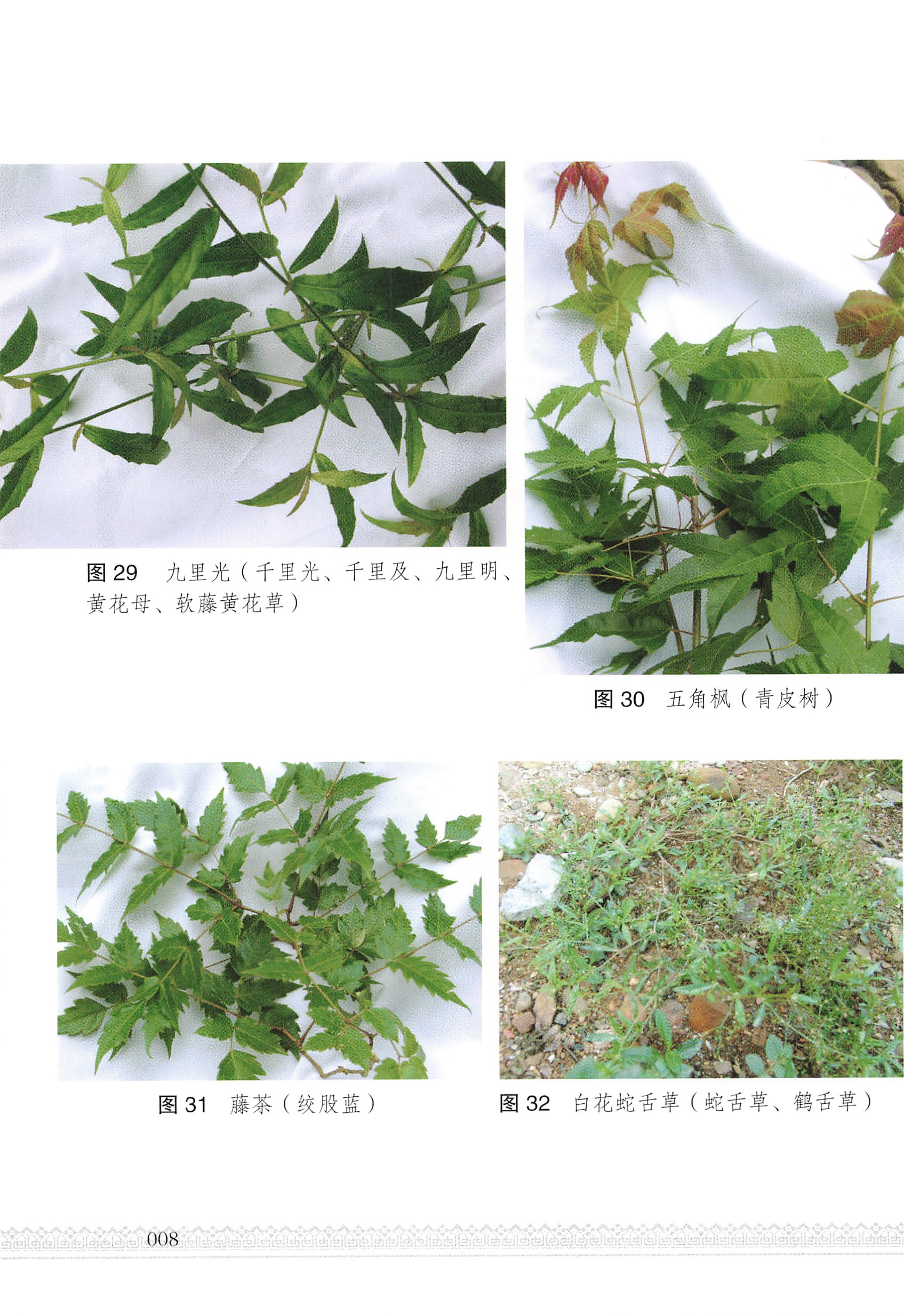湖南瑶族医药_13.jpg