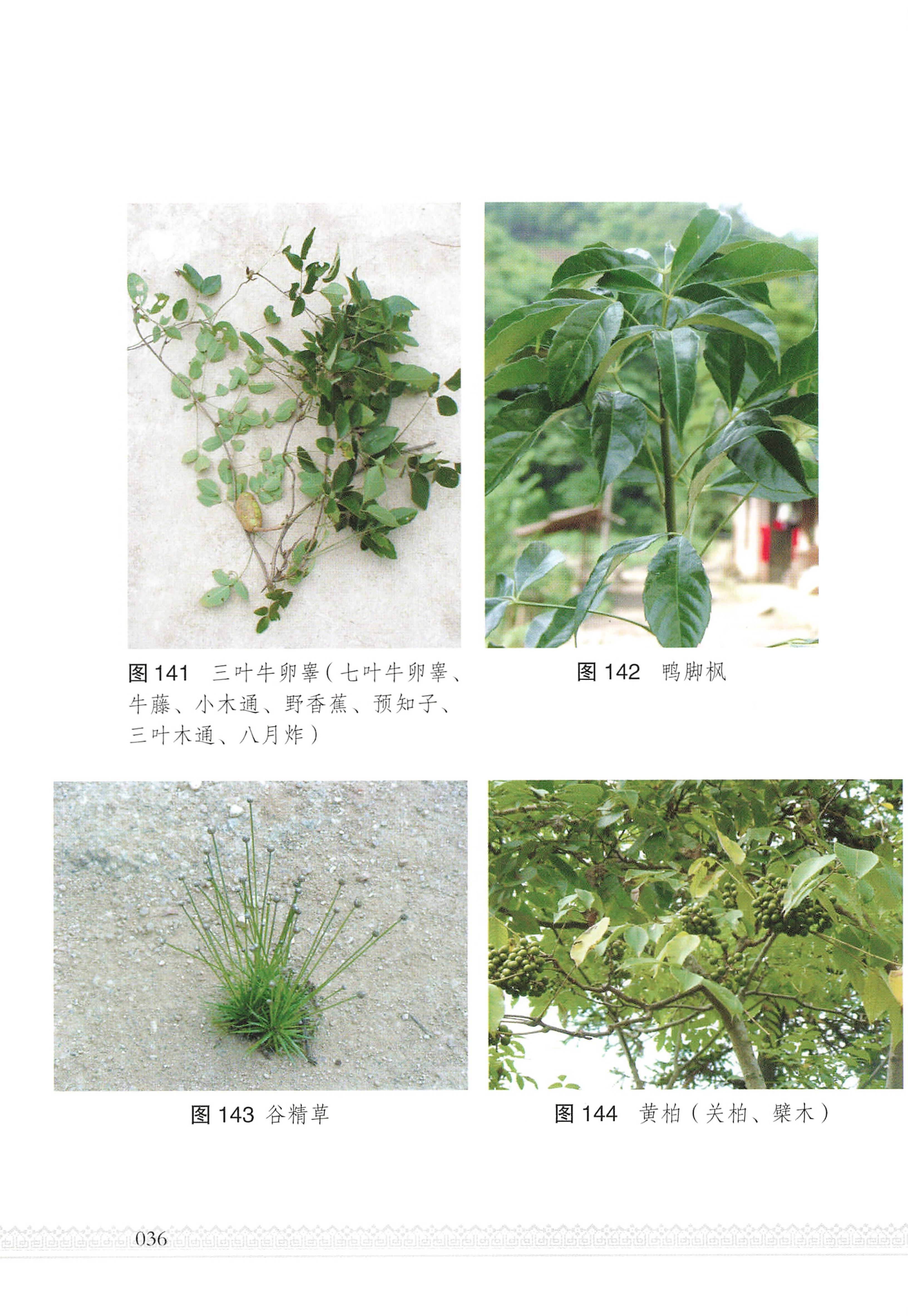 湖南瑶族医药_41.jpg