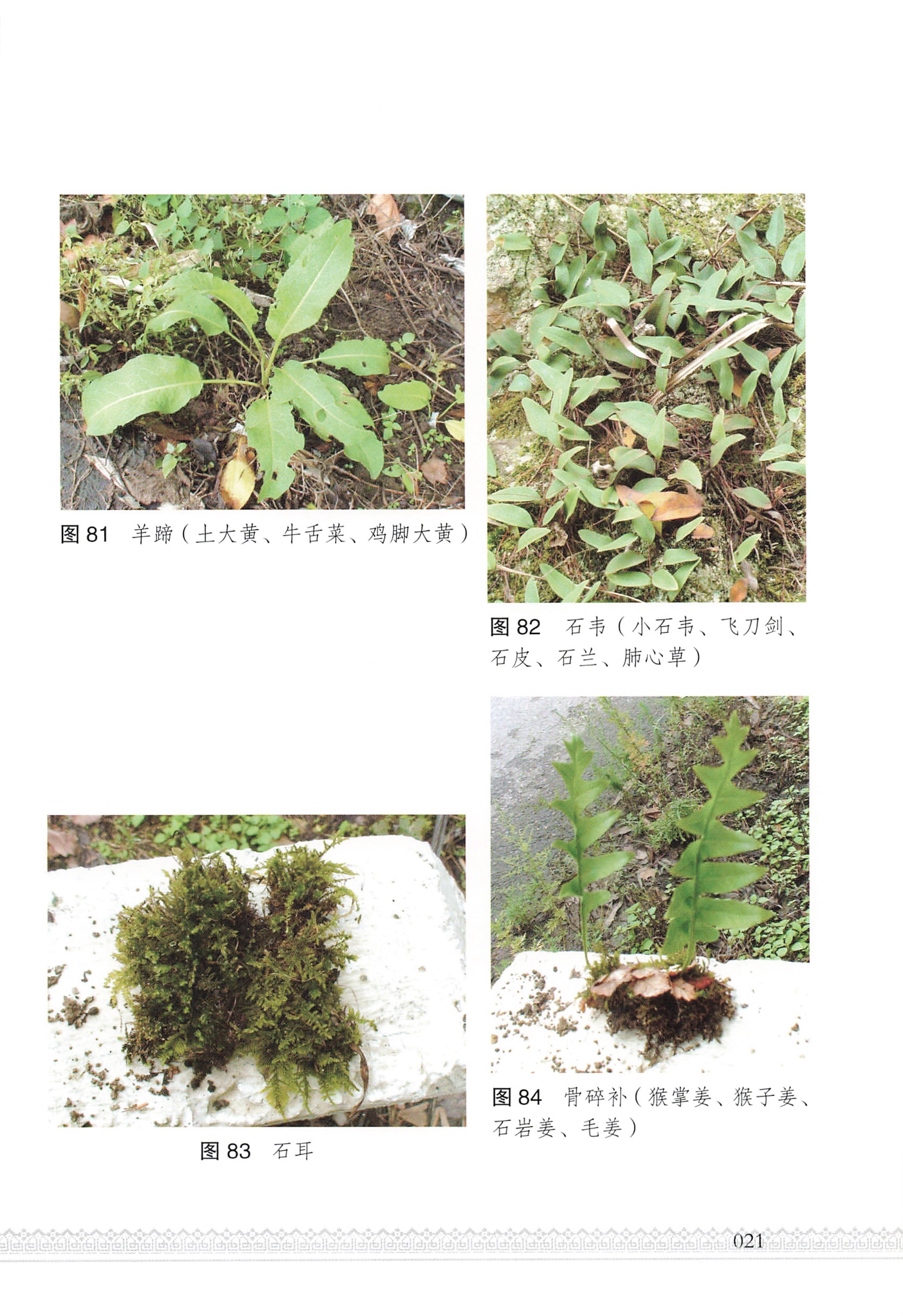 湖南瑶族医药_26.jpg