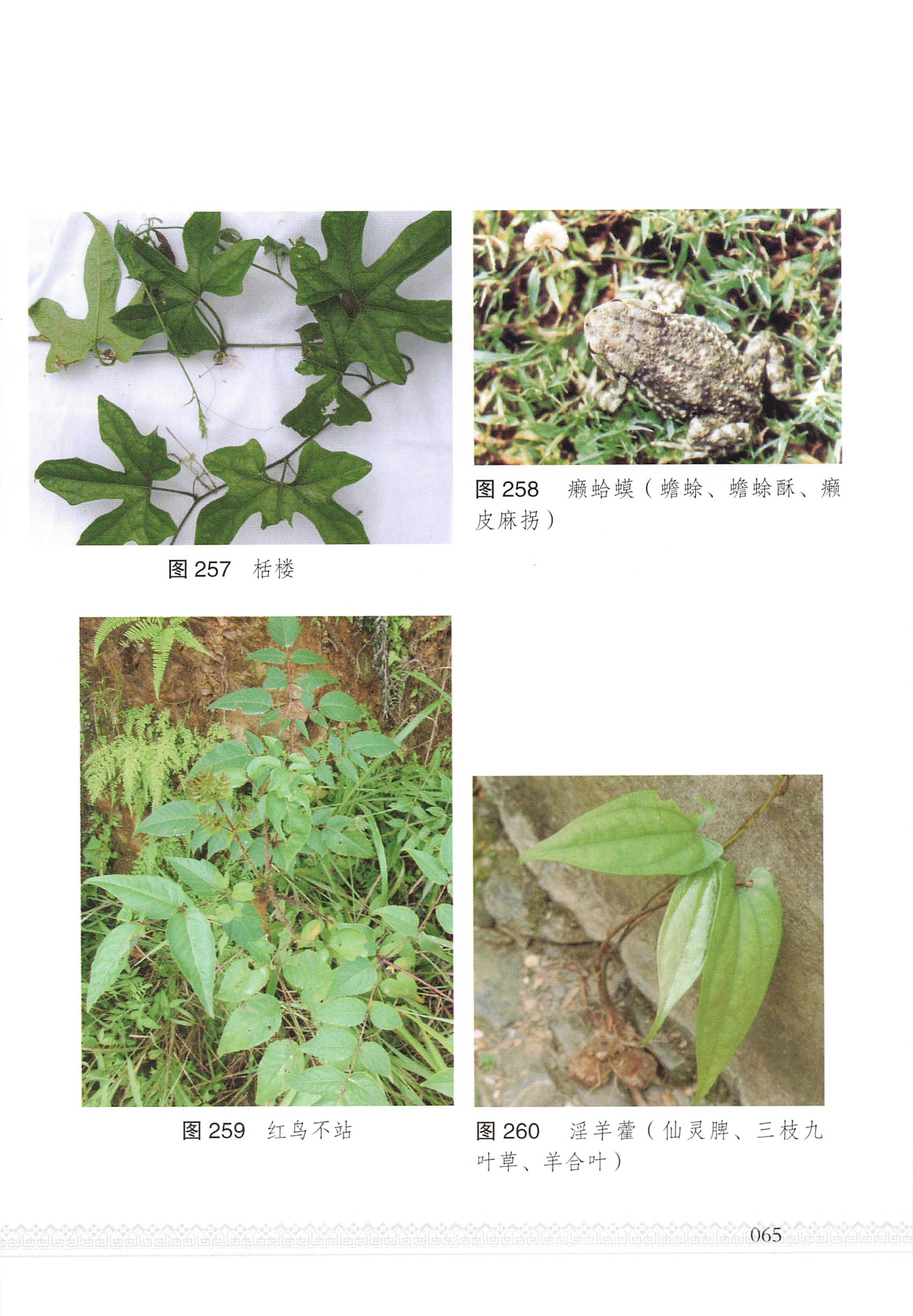 湖南瑶族医药_70.jpg