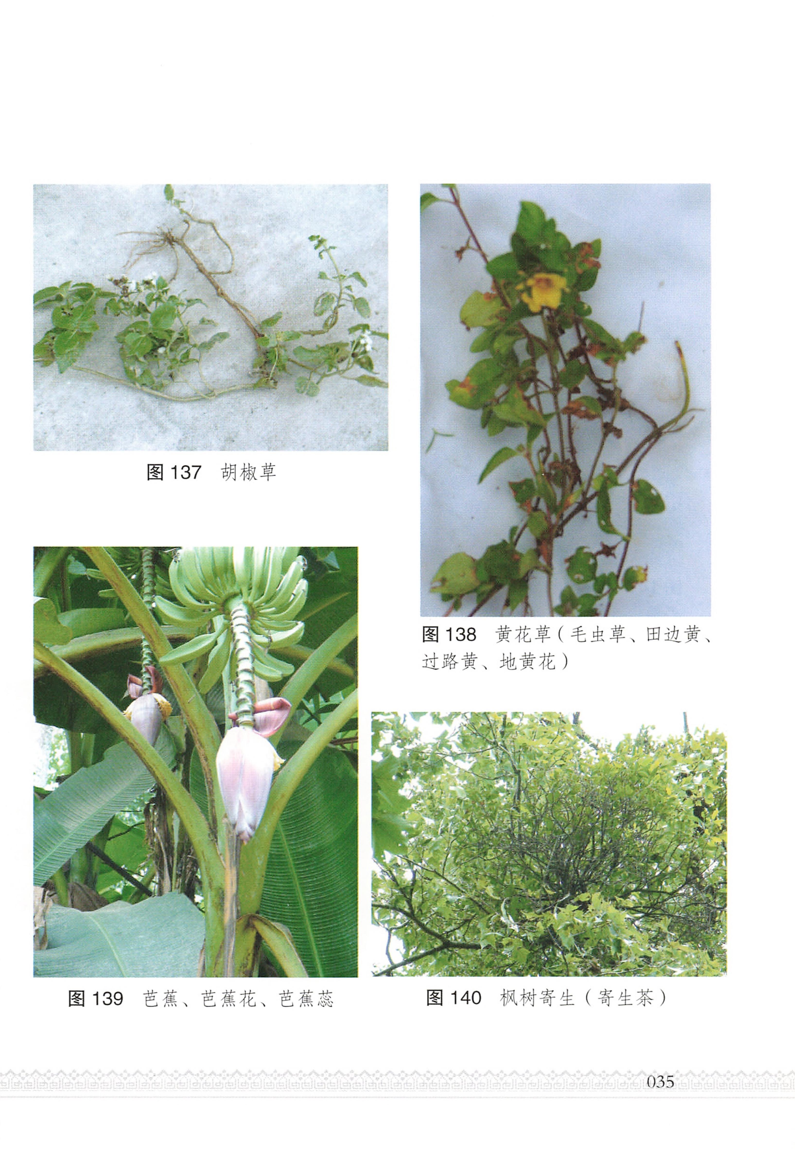 湖南瑶族医药_40.jpg