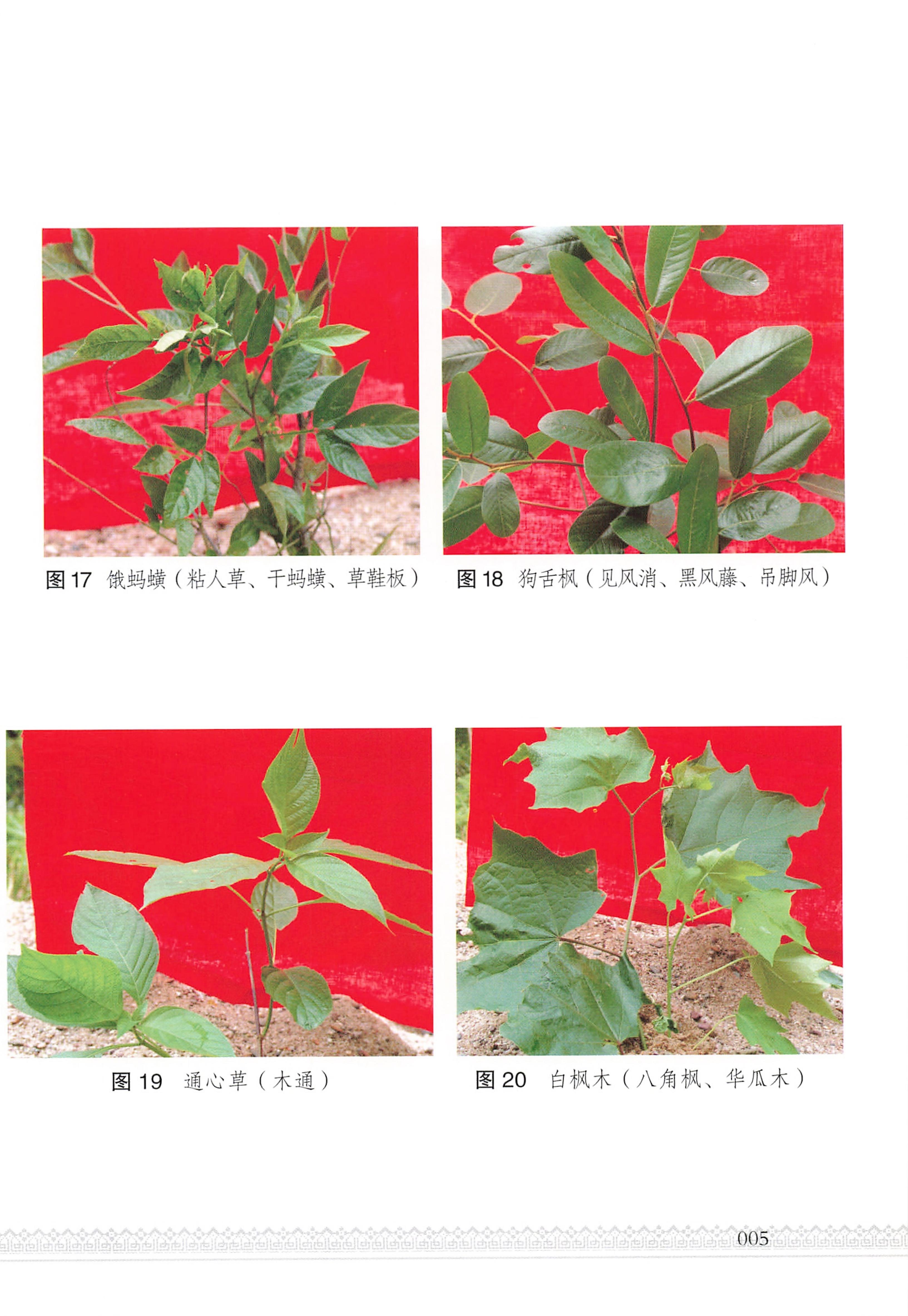 湖南瑶族医药_10.jpg