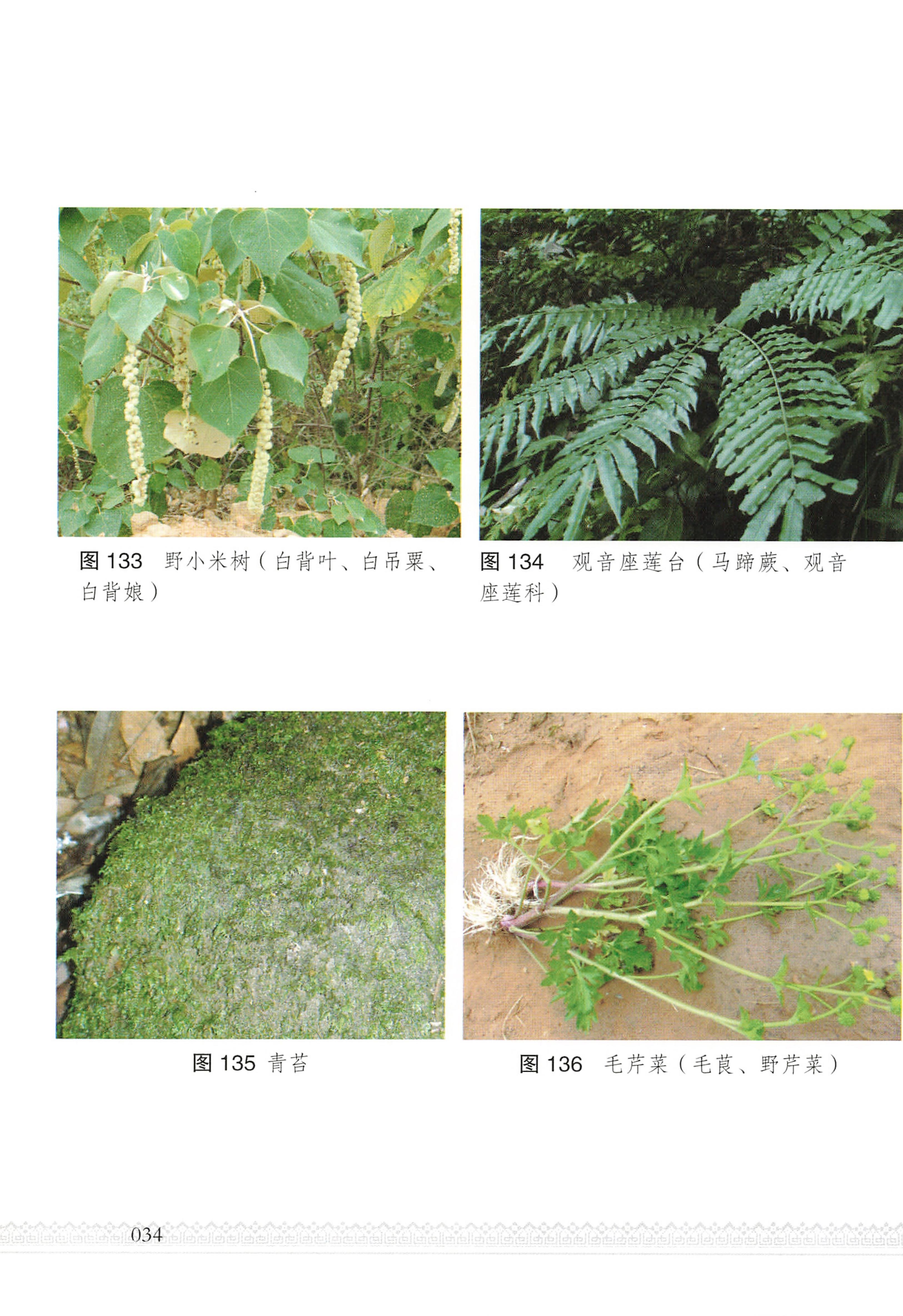 湖南瑶族医药_39.jpg