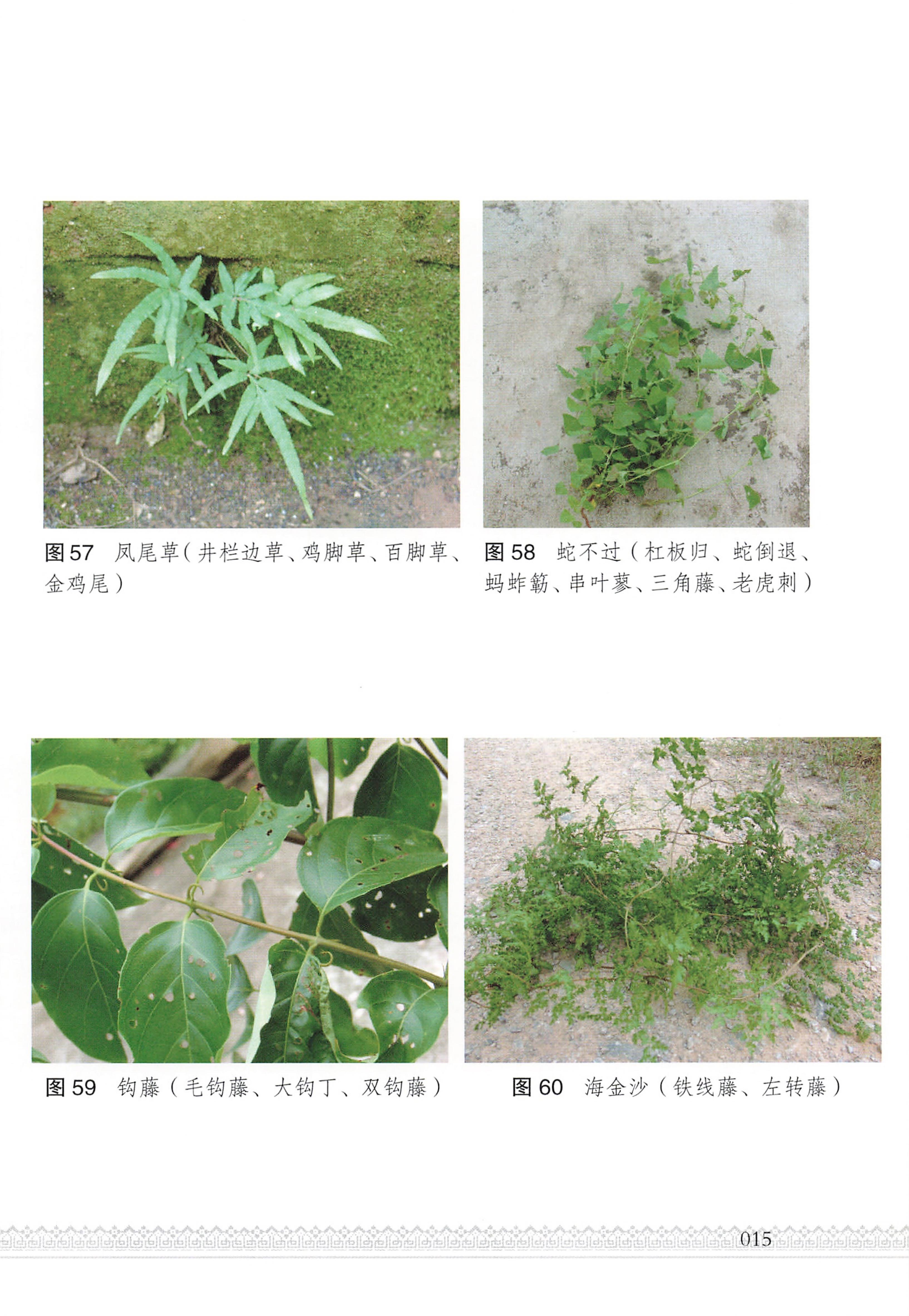湖南瑶族医药_20.jpg