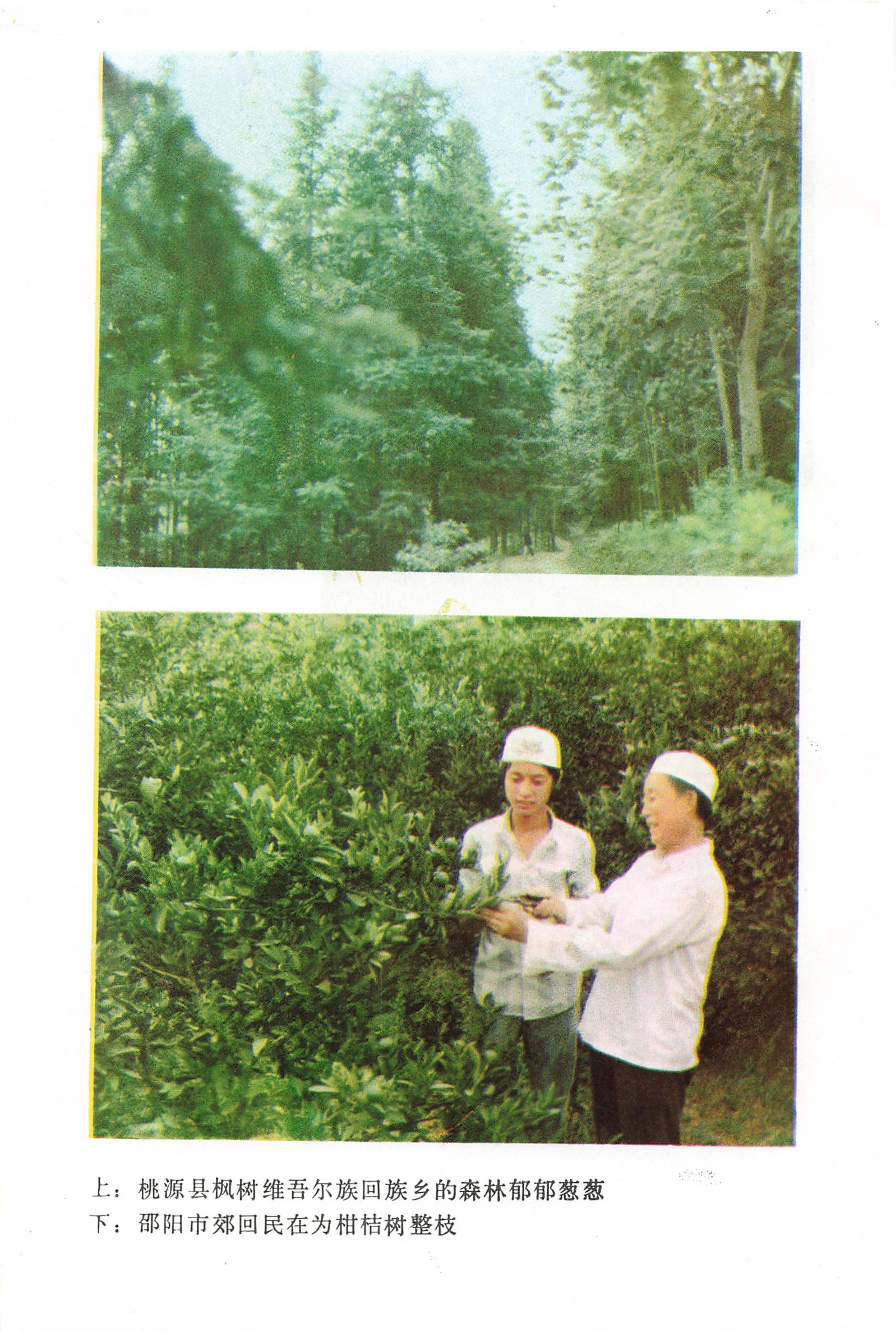 湖南回族_12.jpg
