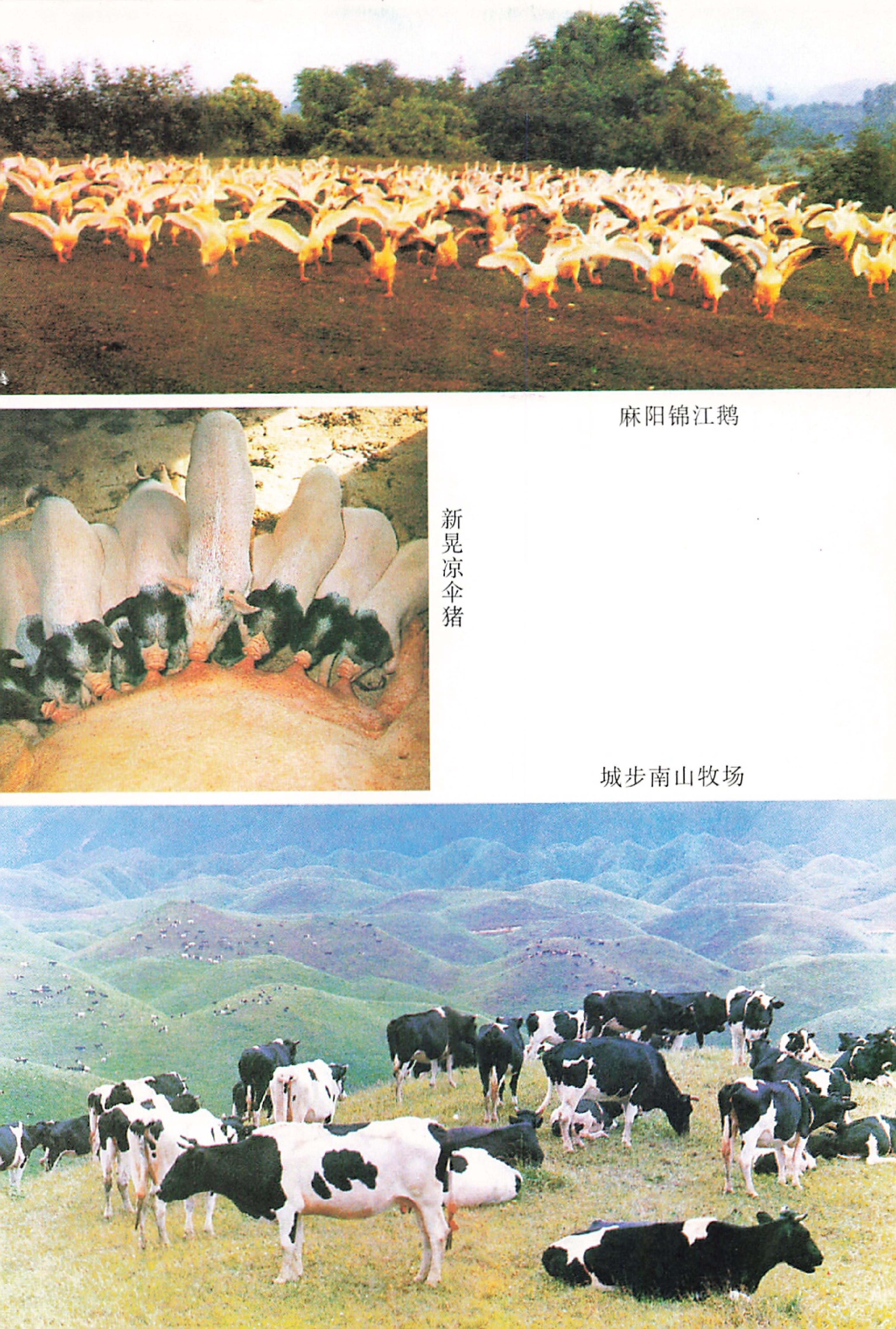 湖南省志第二十四卷民族志_15.jpg