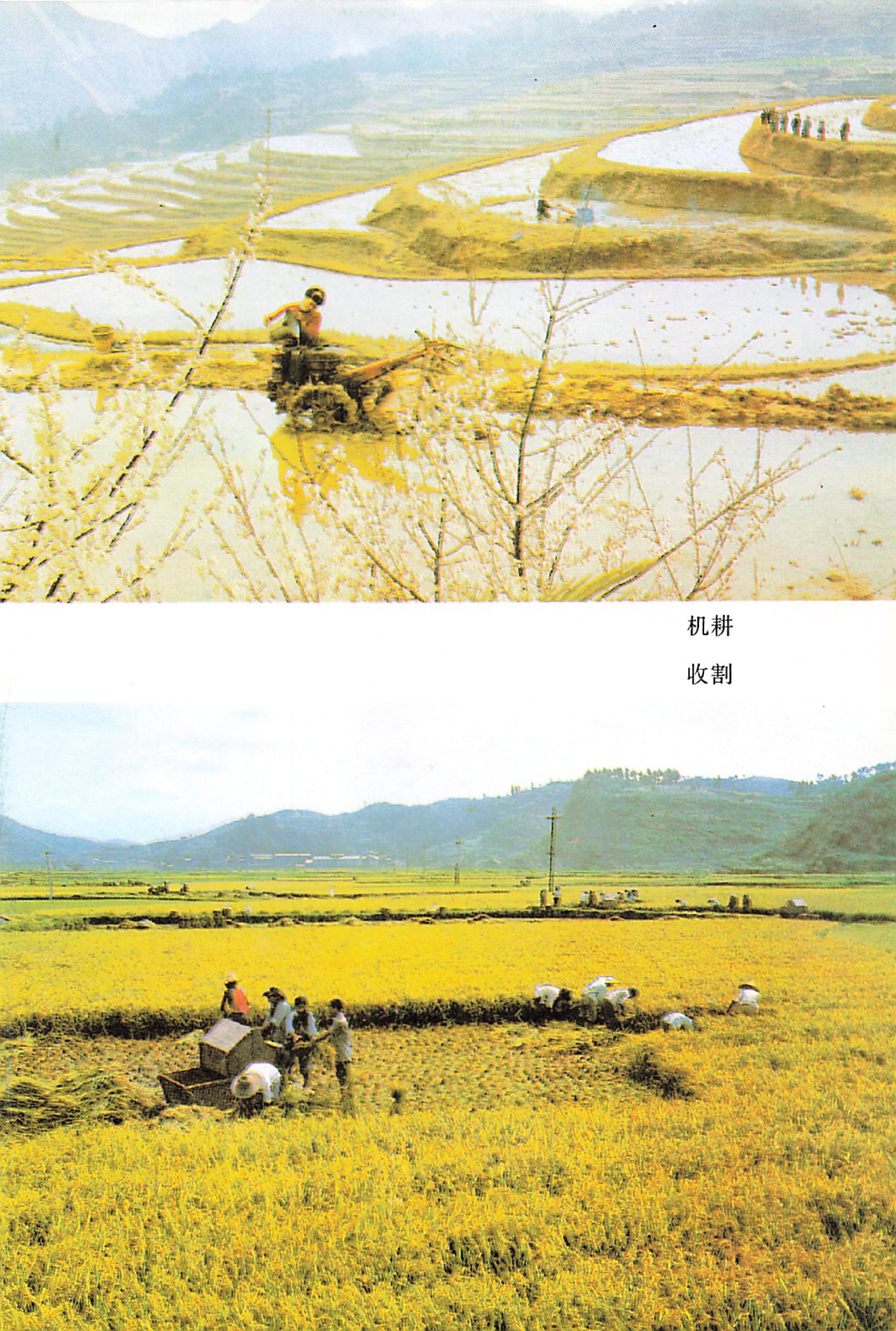 湖南省志第二十四卷民族志_13.jpg